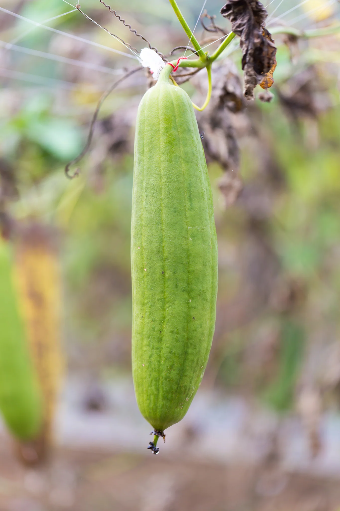 Sponskomkommer 'Luffa'