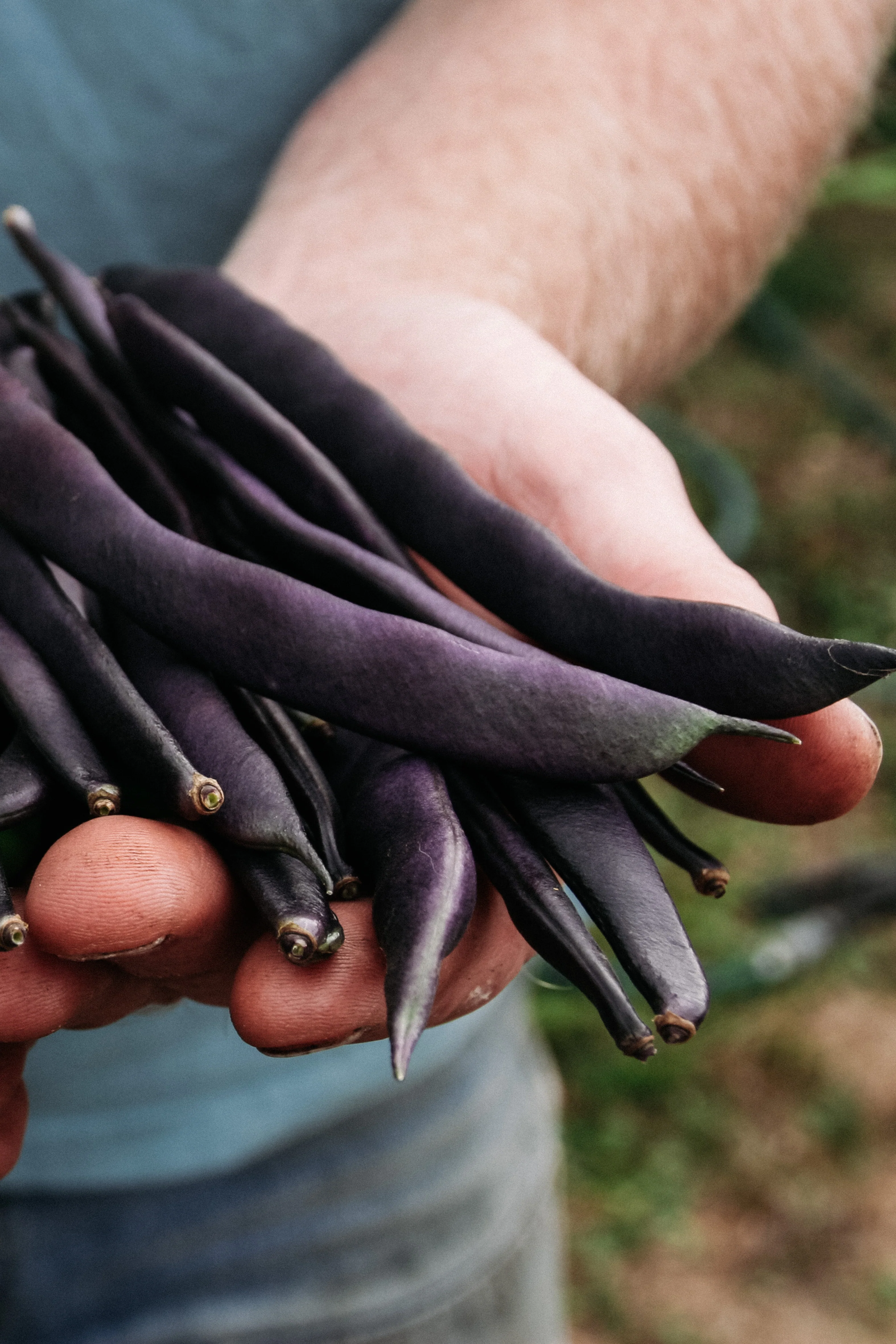 Struikboon 'Purple Queen'