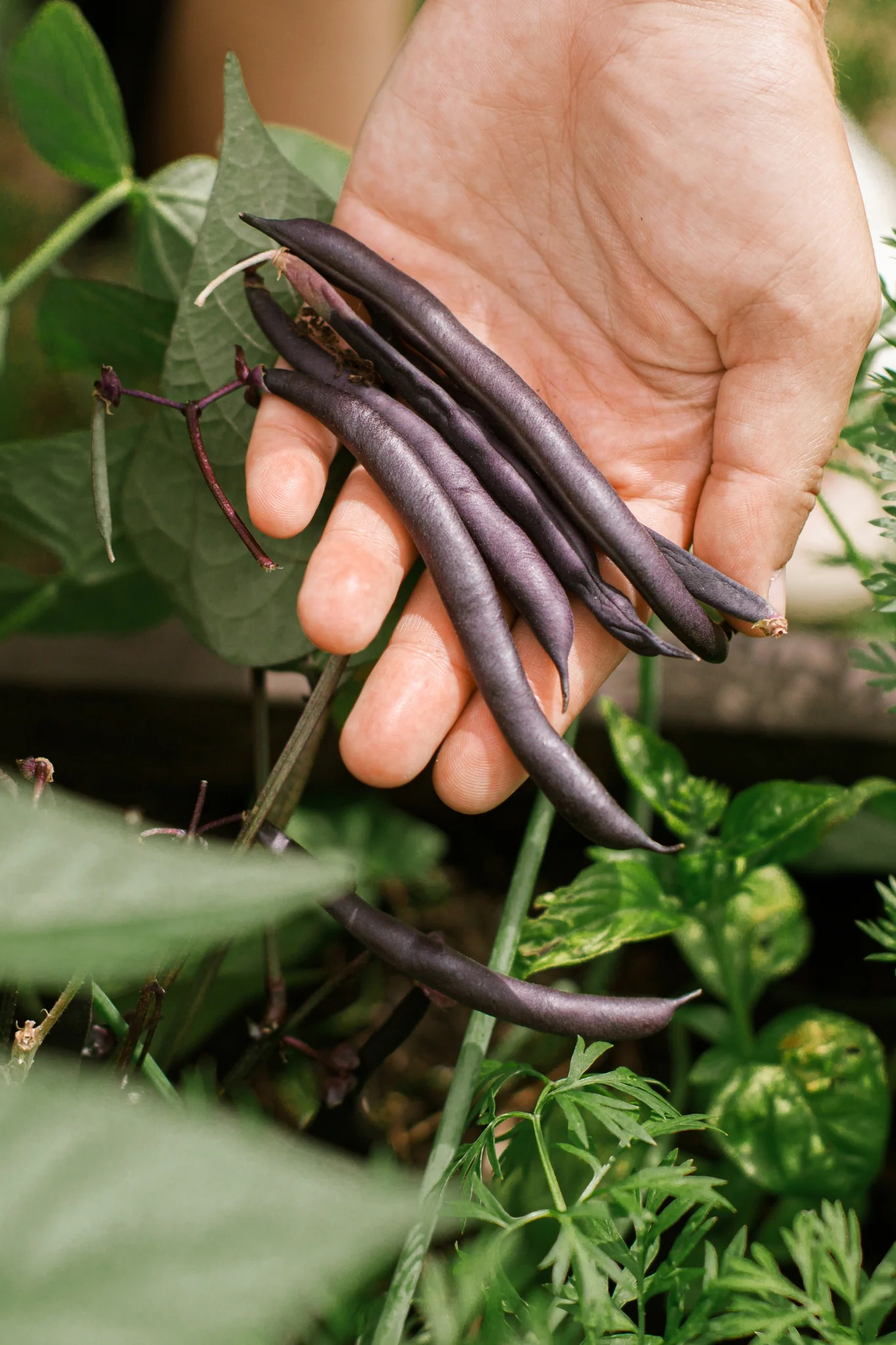 Struikboon 'Purple Teepee'