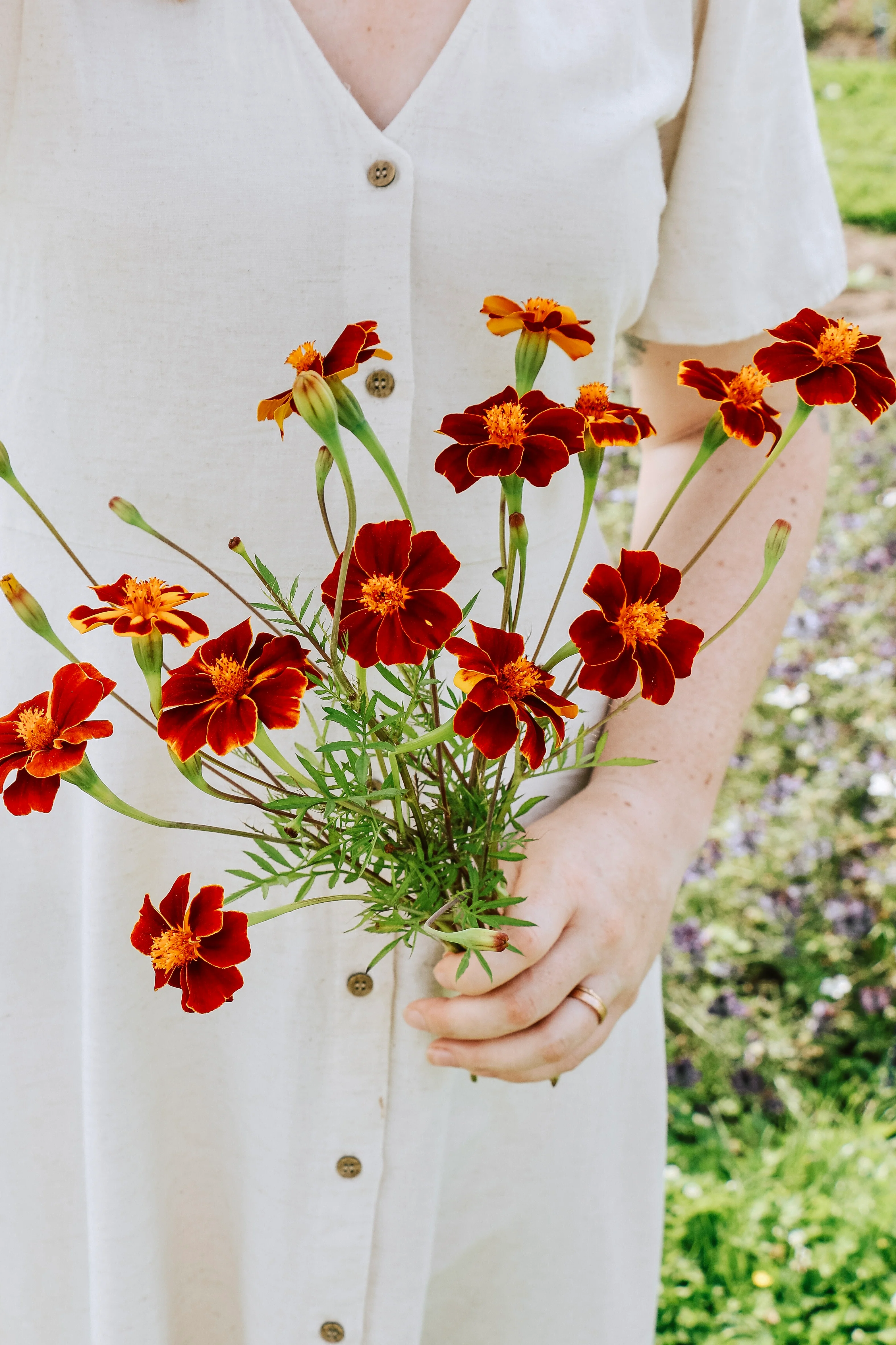 Tagetes patula linnaeus 'burning embers'