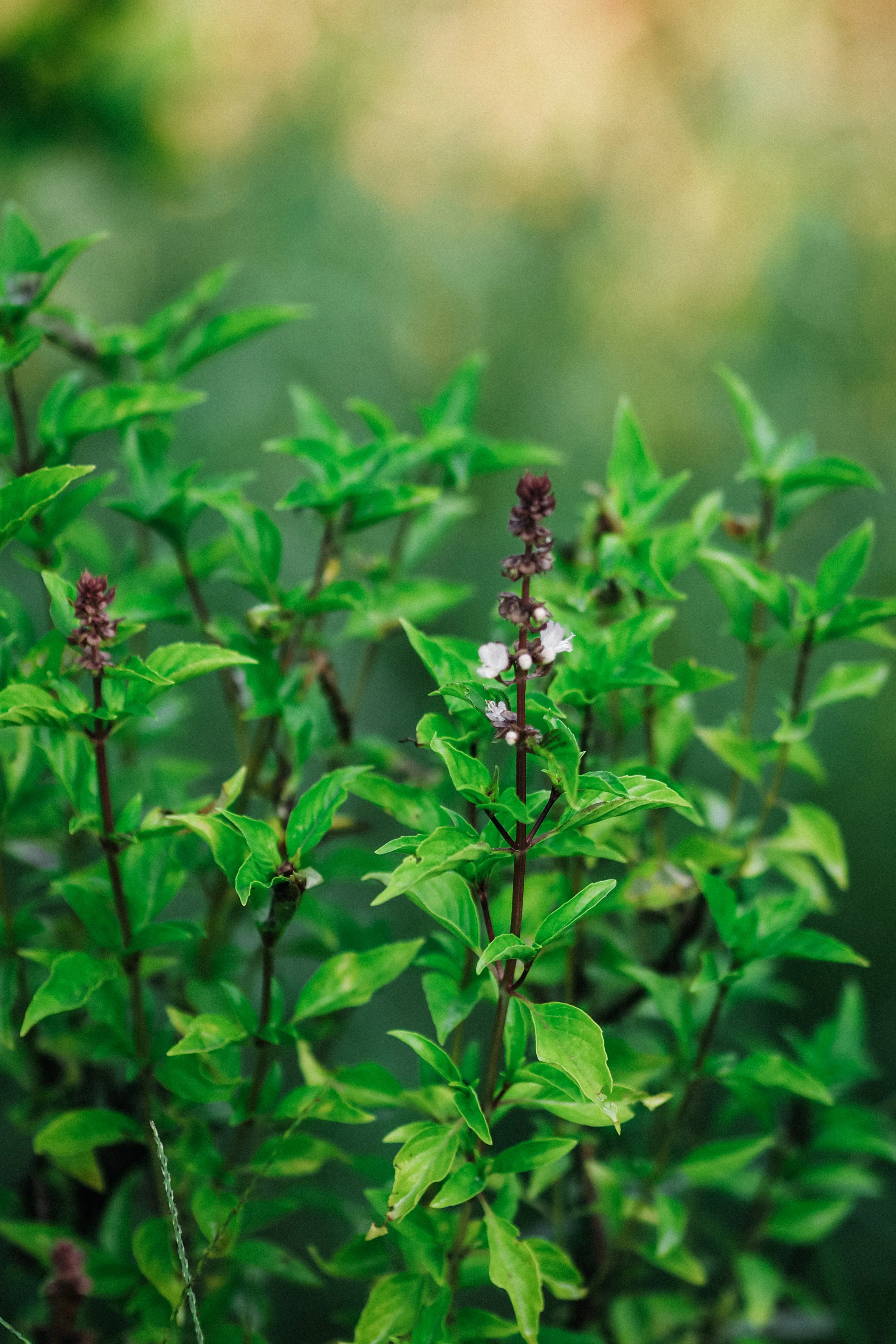 Thaïse basilicum