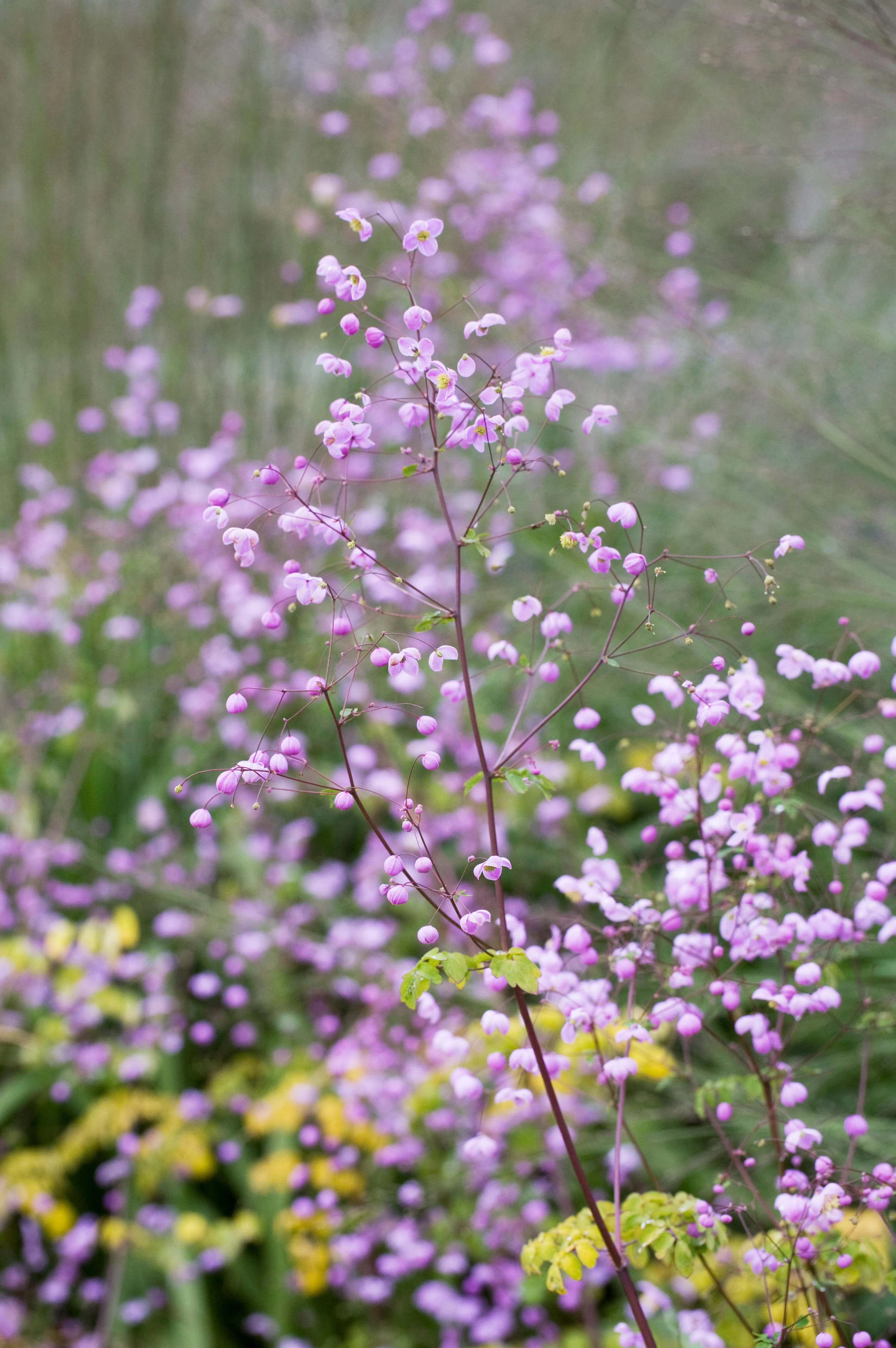 Thalictrum 'Splendide'