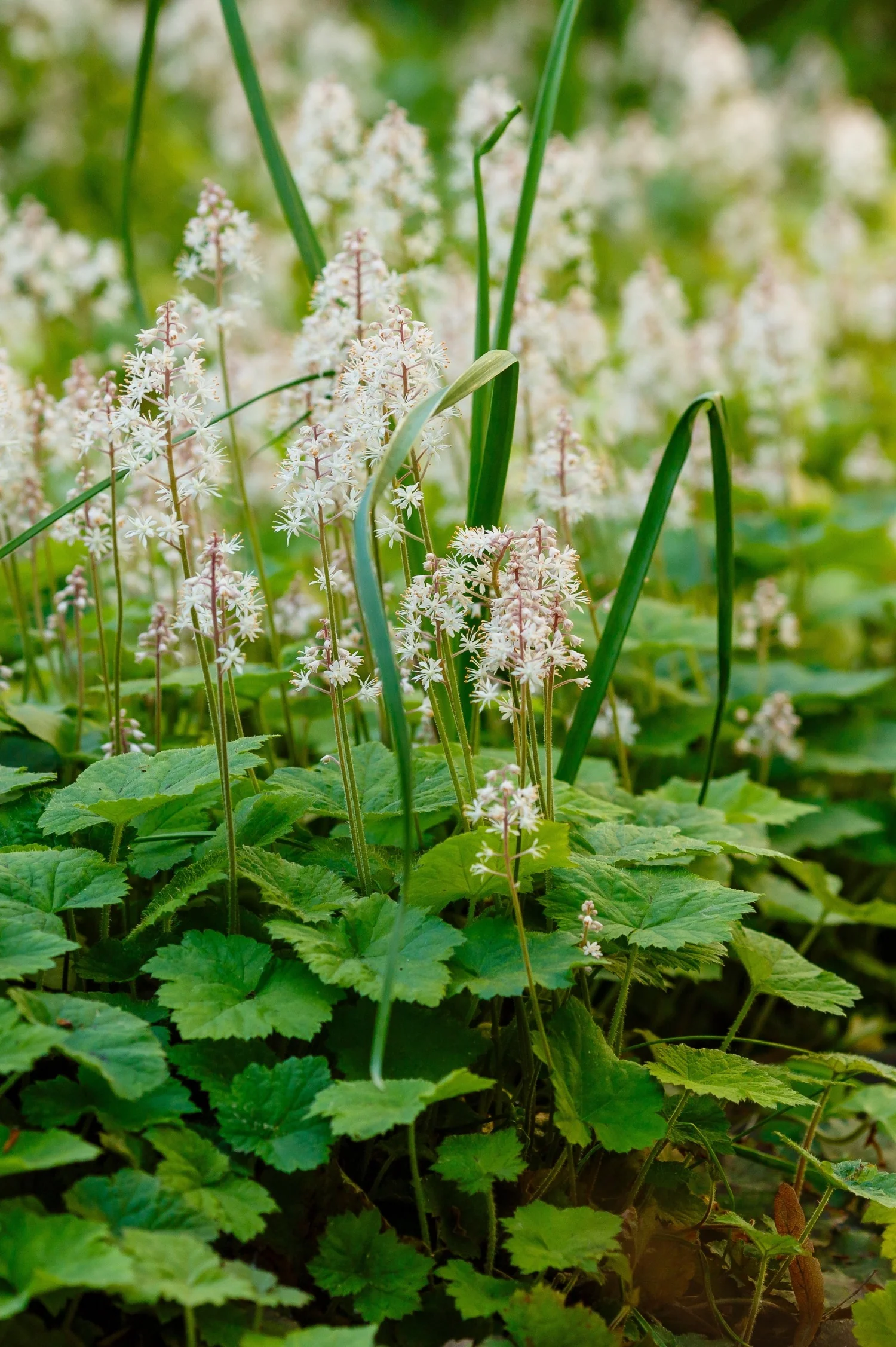 Tiarella cordifolia 'Moorgrün'