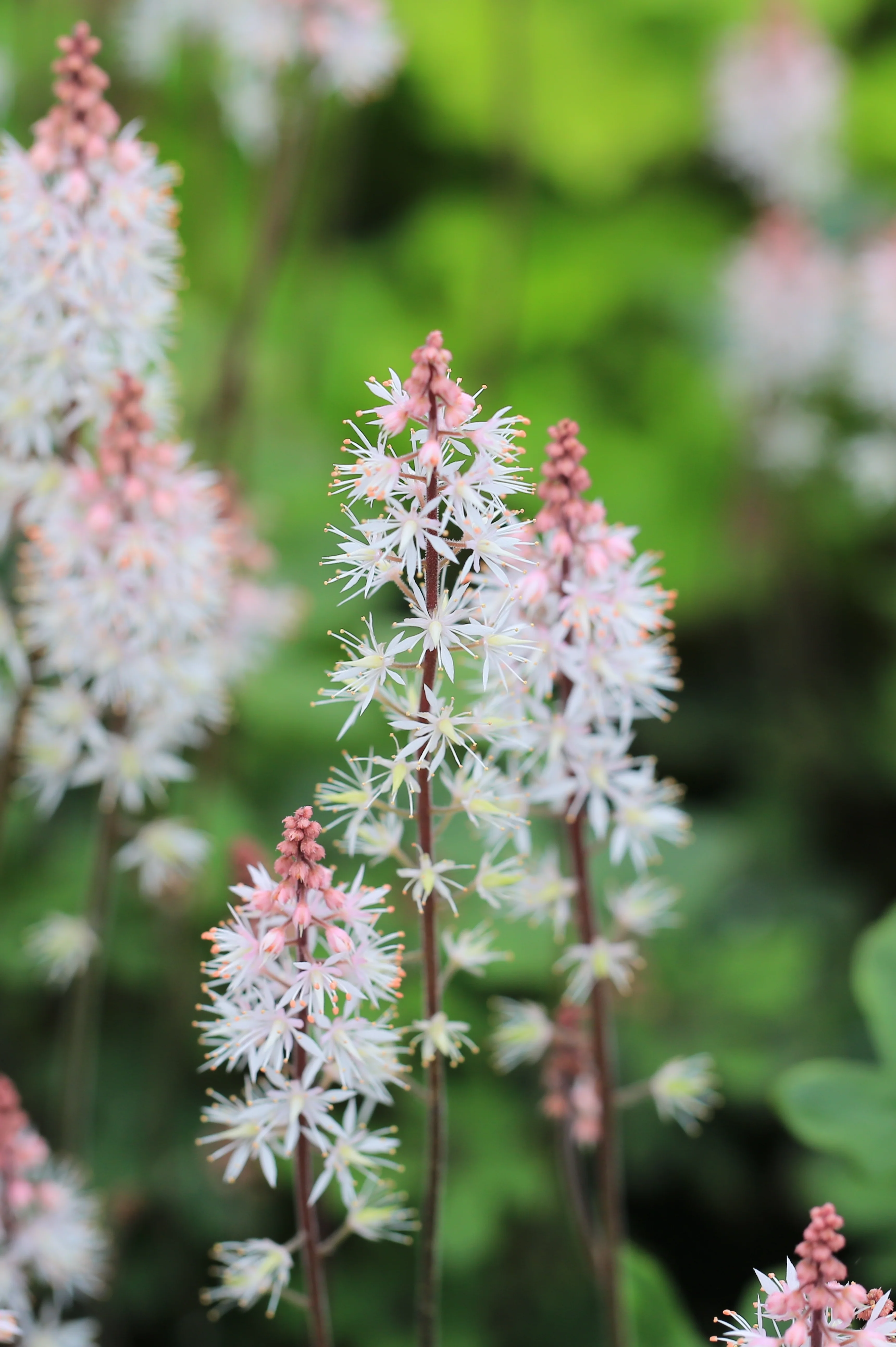 Tiarella hybride 'Angel Wings'
