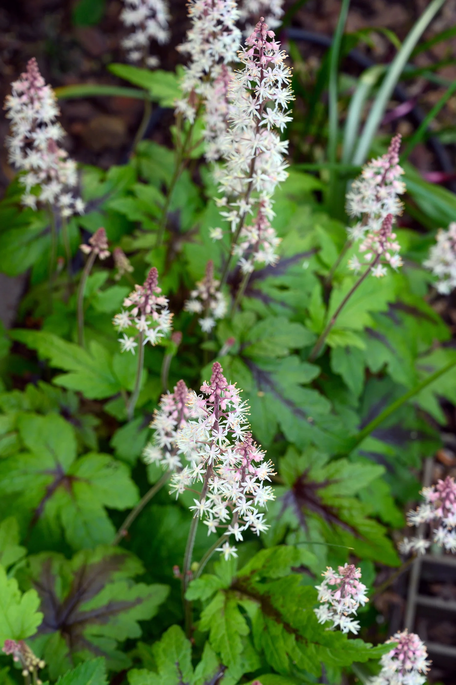 Tiarella 'Pink Skyrocket'