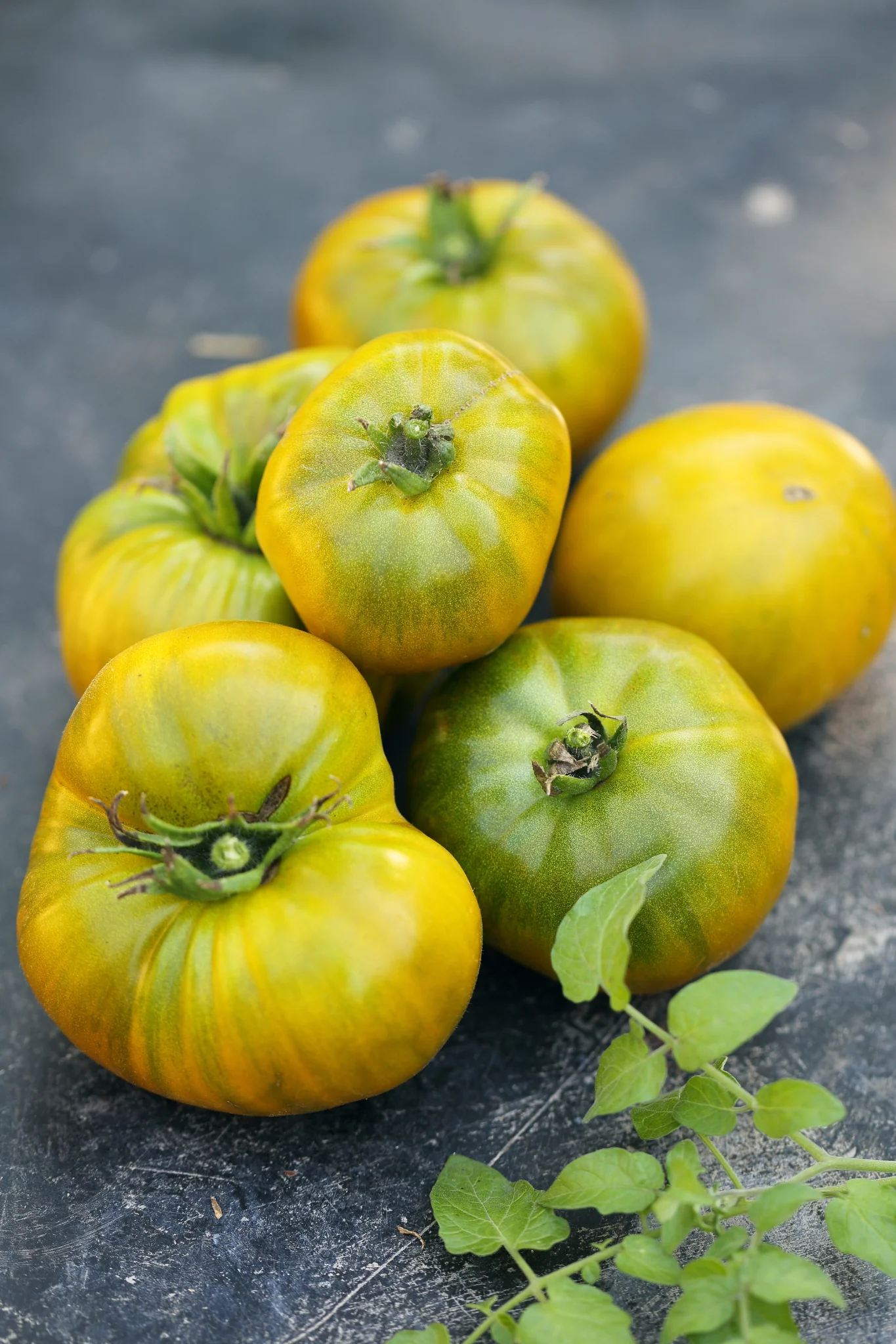 Tomaat 'Big Yellow Zebra'