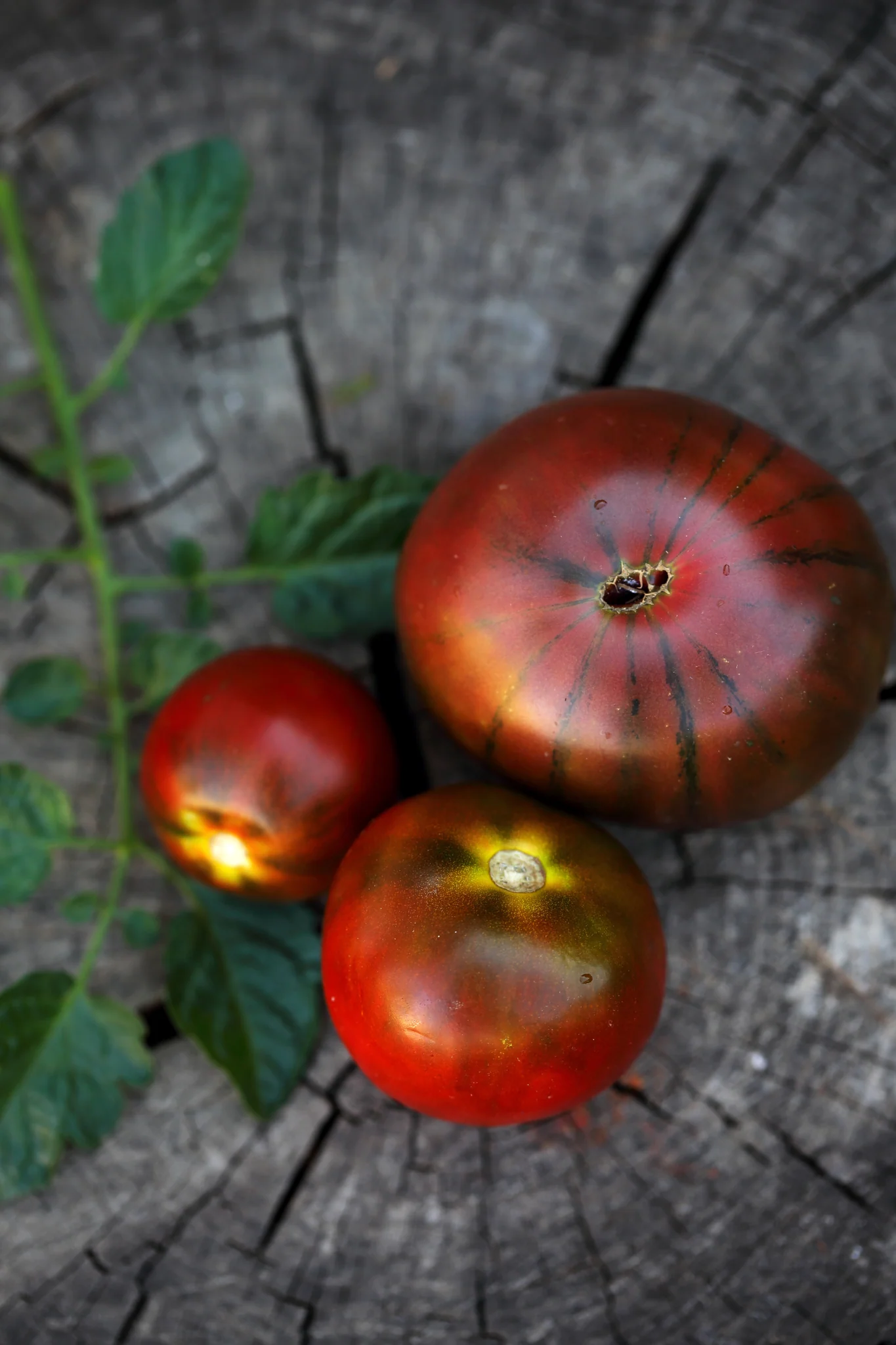 Tomaat 'Black from Tula'