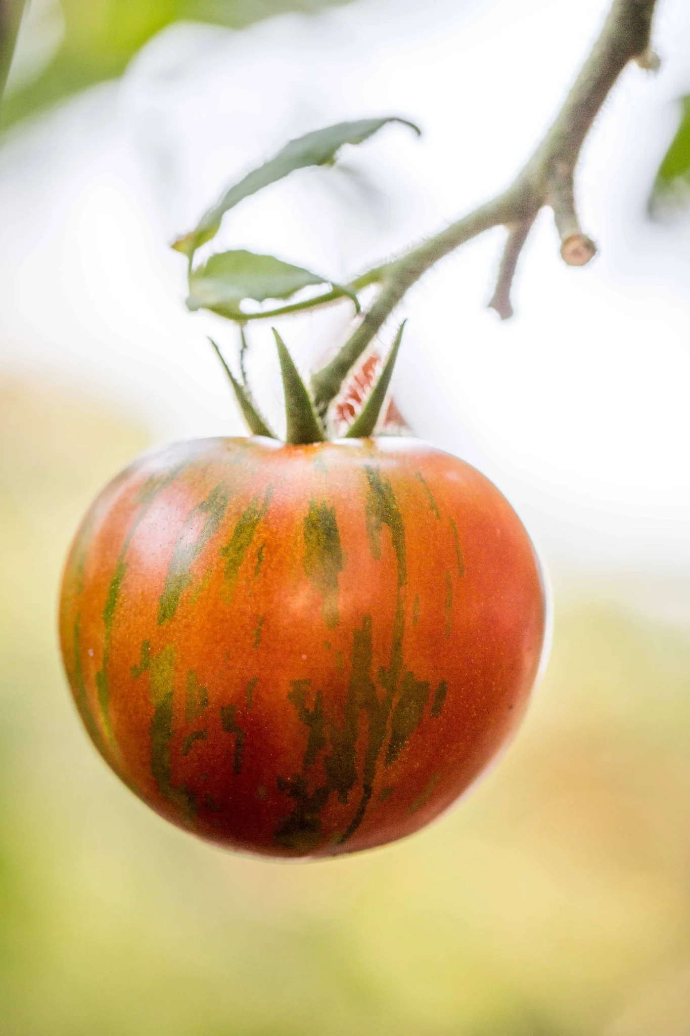 Tomaat 'Black Zebra'