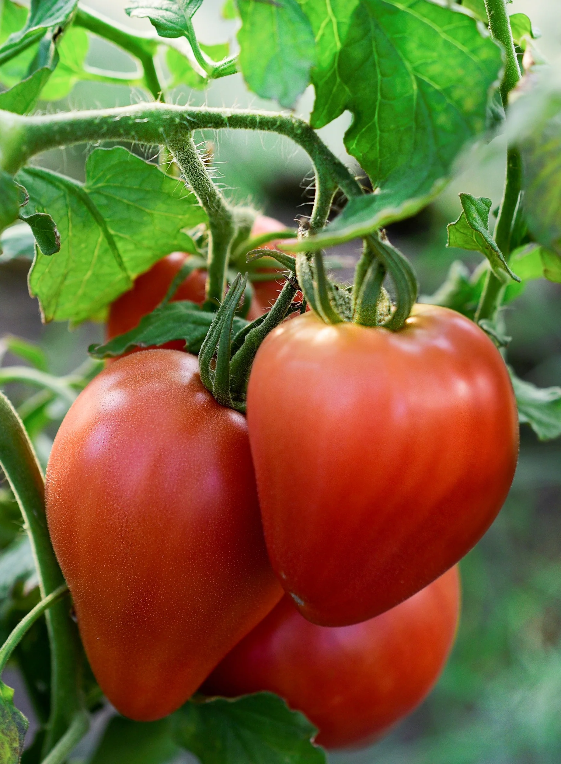 Tomaat 'Coeur de Boeuf'