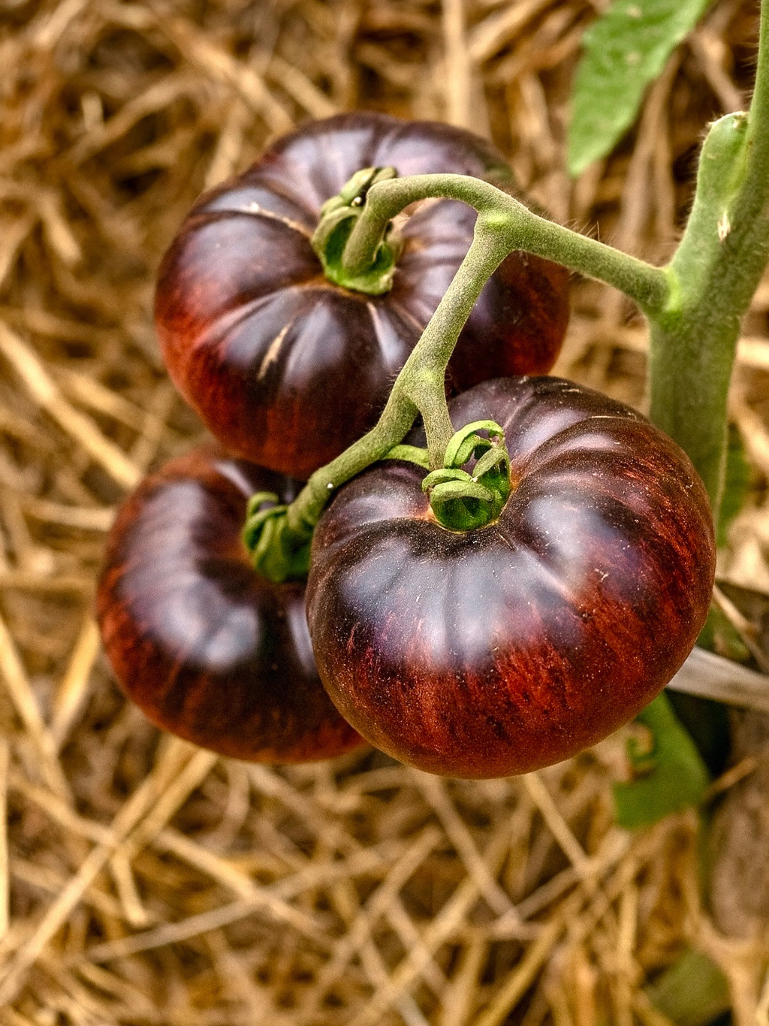 Tomaat 'Indigo Blue'