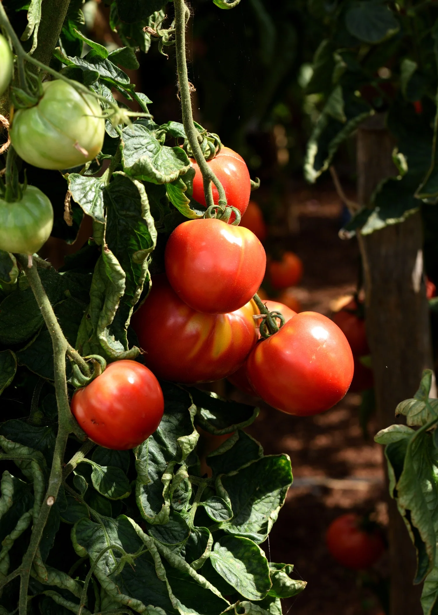 Tomaat 'Red Brandywine'