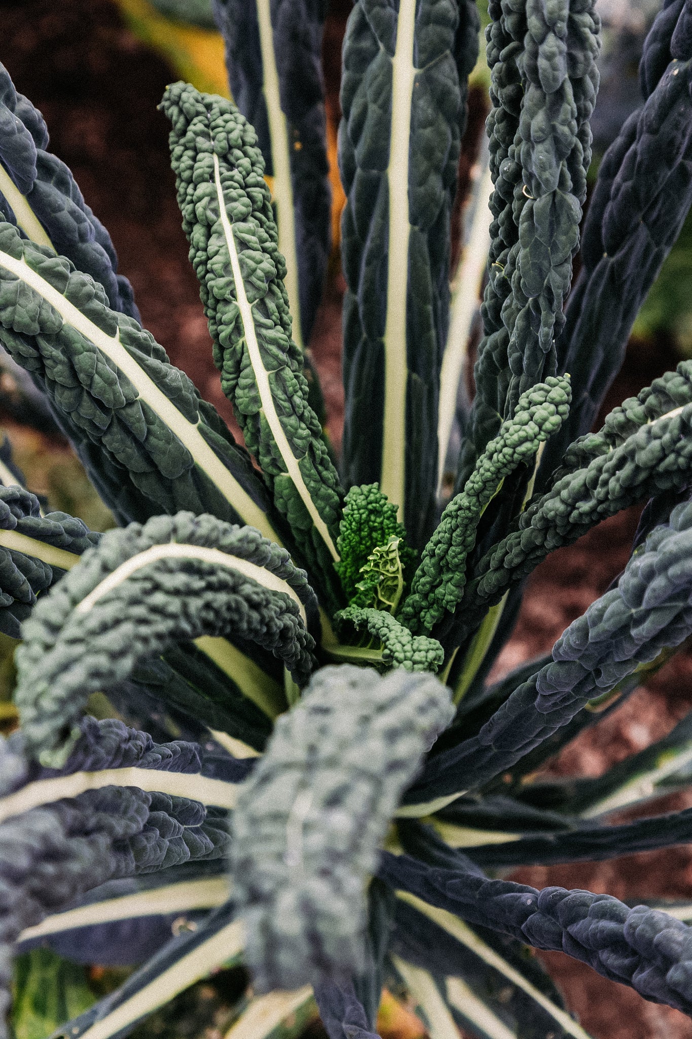 Toscaanse palmkool 'Nero di Toscana'
