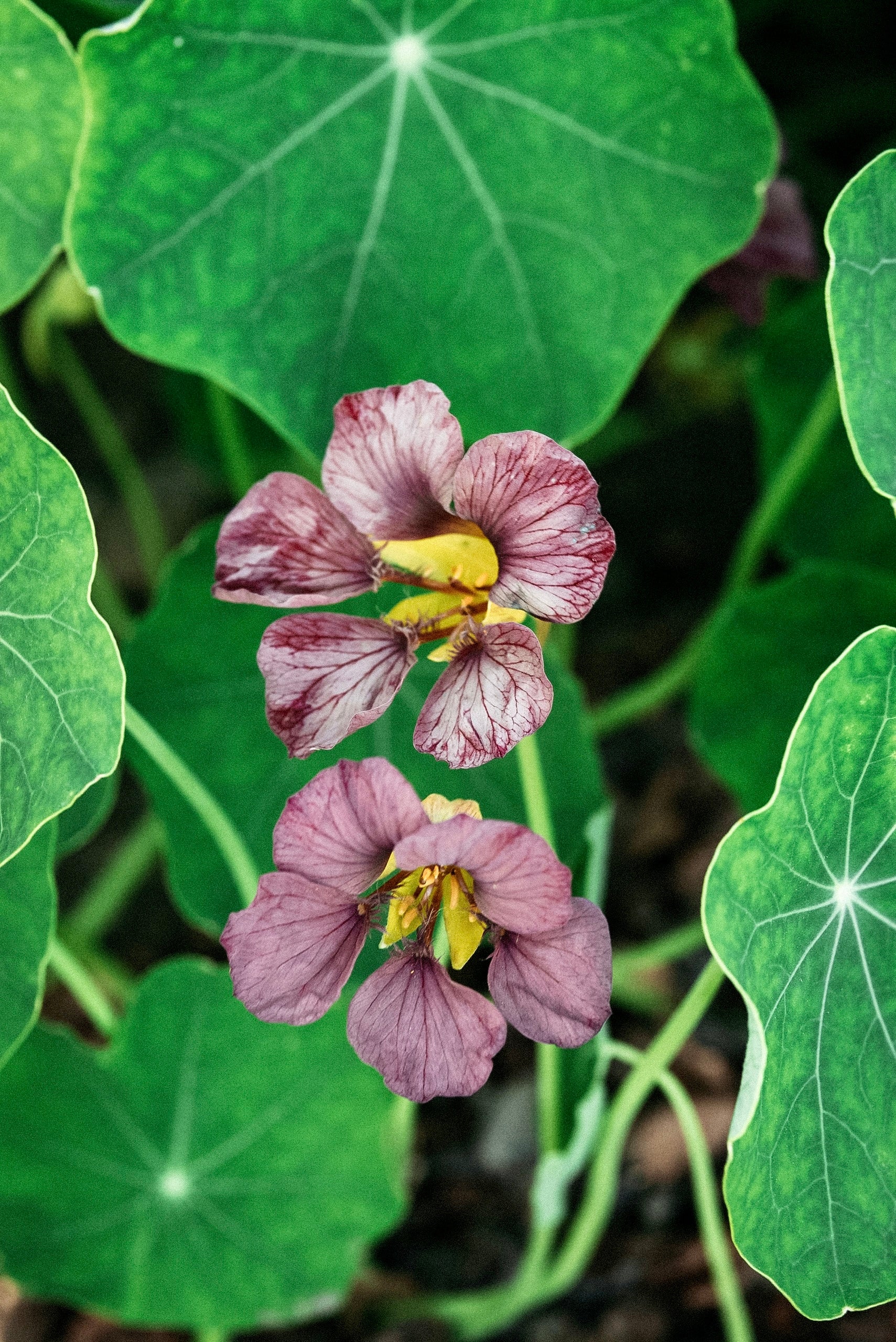 Tropaeolum majus 'purple emperor'