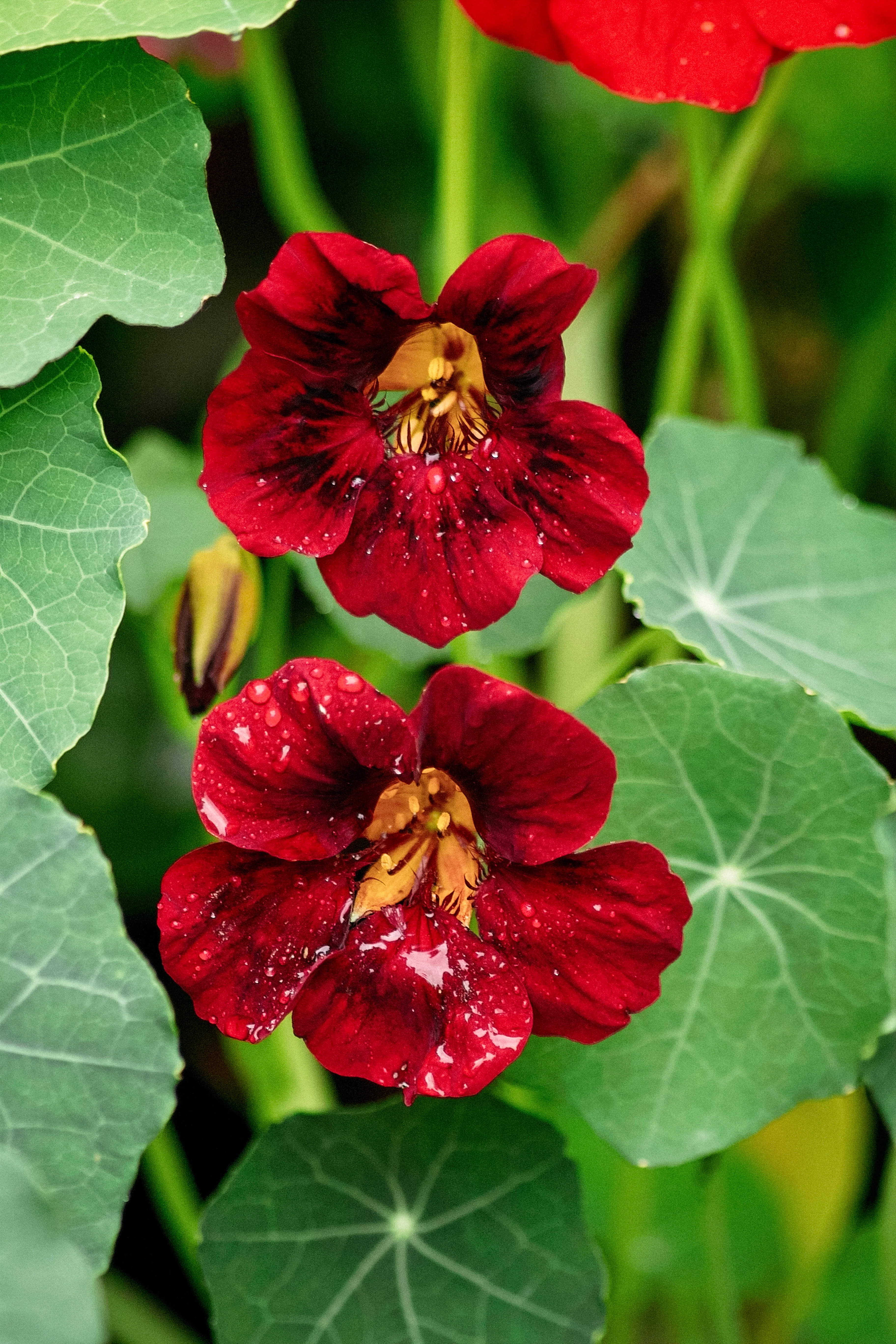 Tropaeolum minus 'Black Velvet'