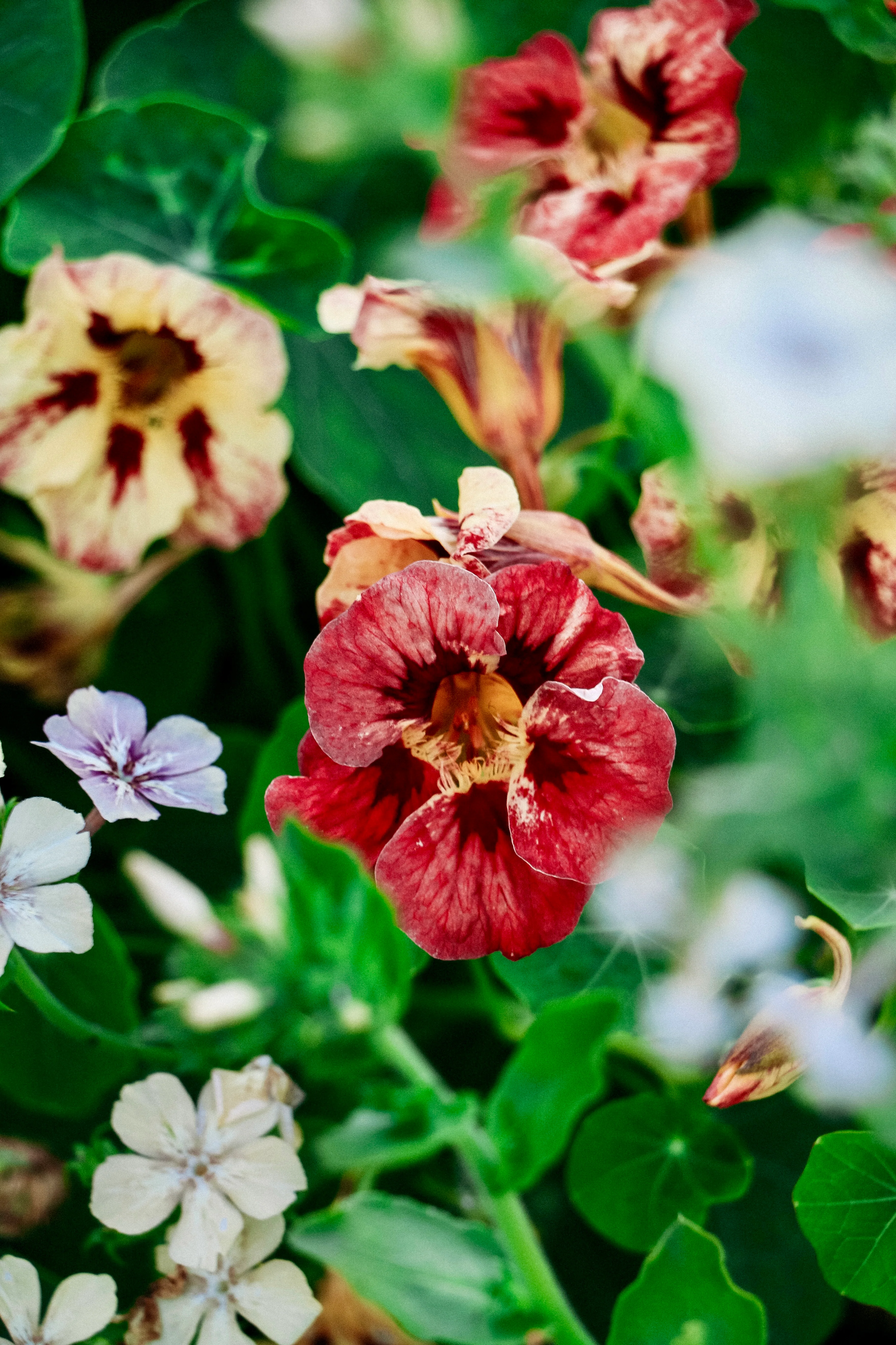 Tropaeolum minus 'Bloody Mary' - Image 3