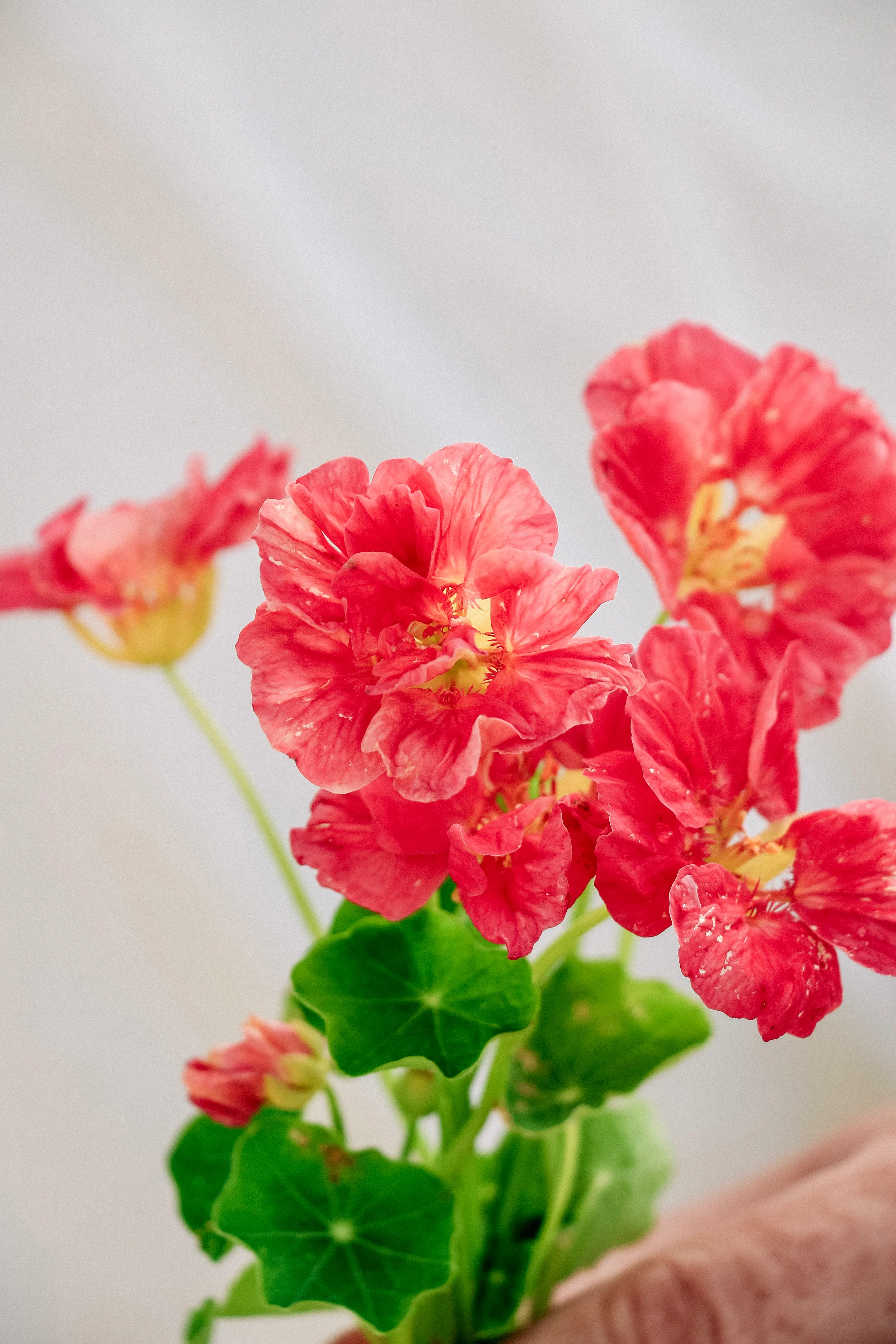 Tropaeolum minus 'Jewel Cherry Rose' - Image 3