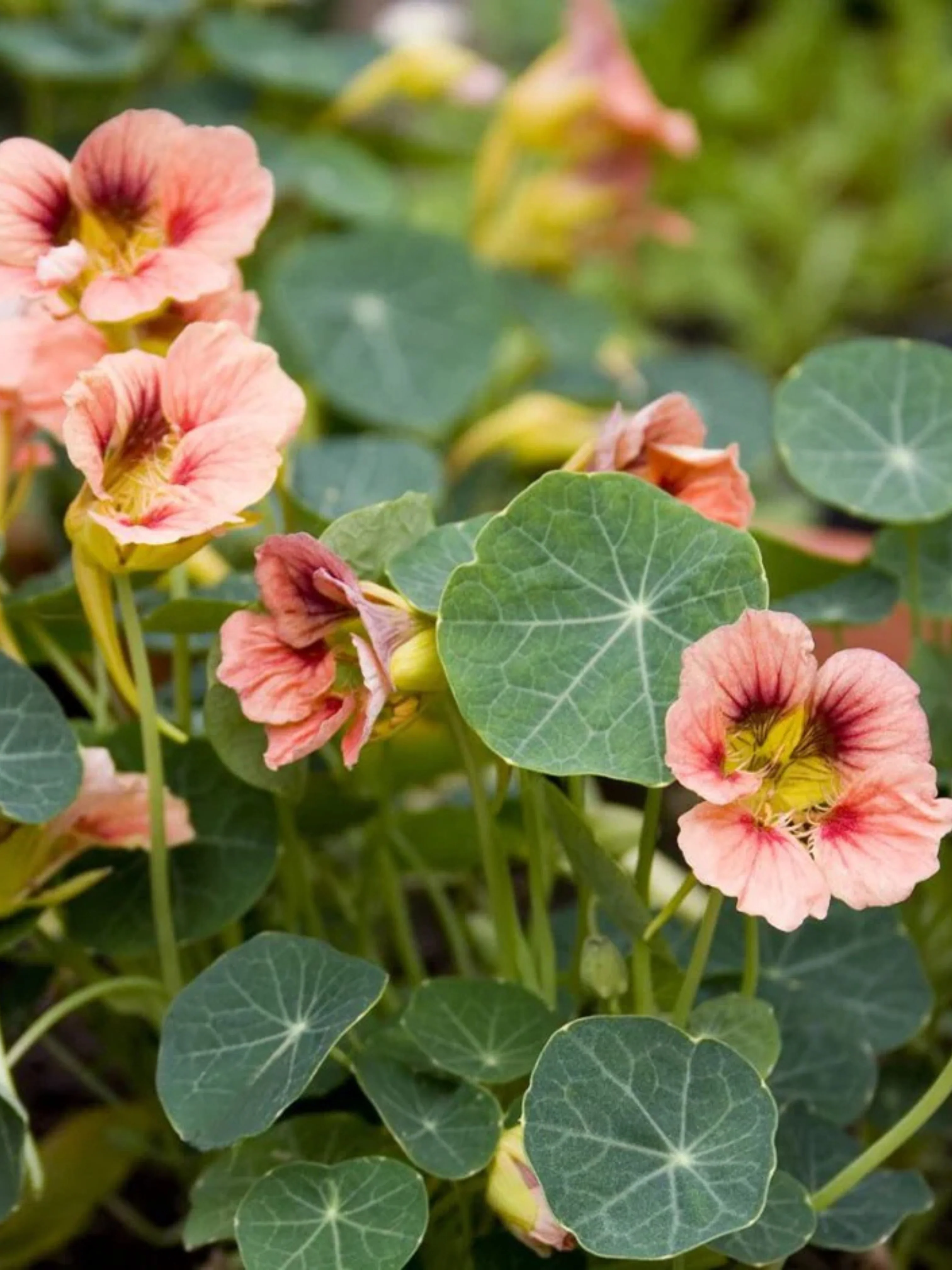 Tropaeolum minus 'Ladybird Rose'