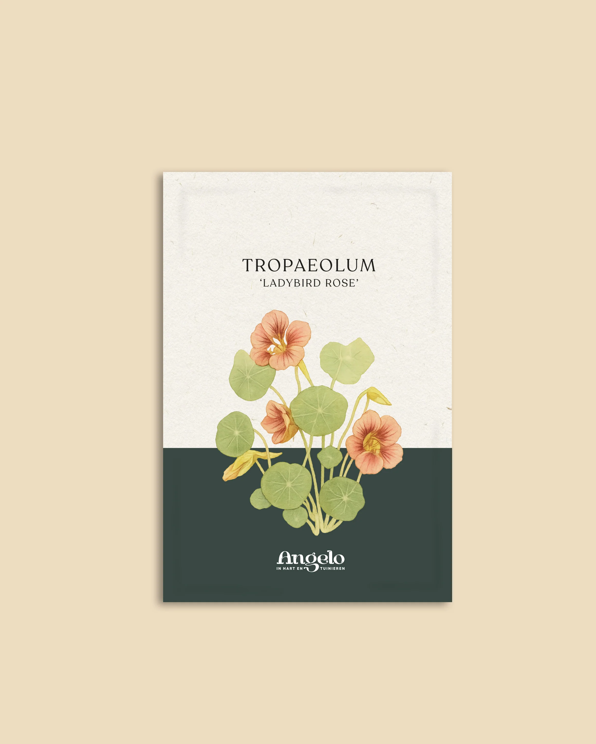 Tropaeolum minus 'Ladybird Rose' - Image 2