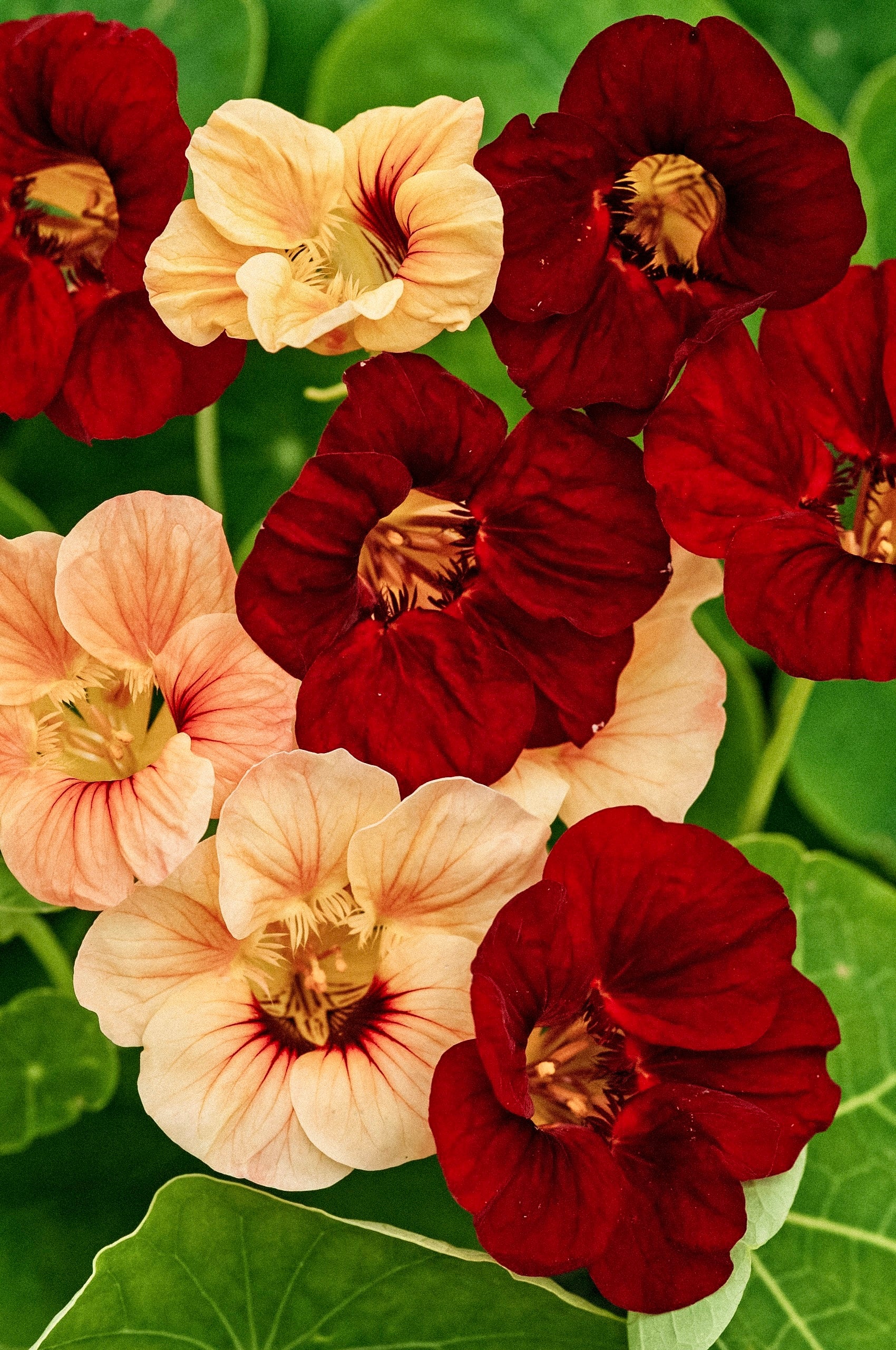 Tropaeolum minus 'sahin’s paso doble'