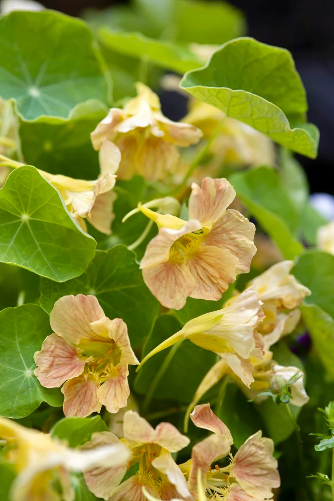 Tropaeolum minus 'tip top pink blush' - Image 3