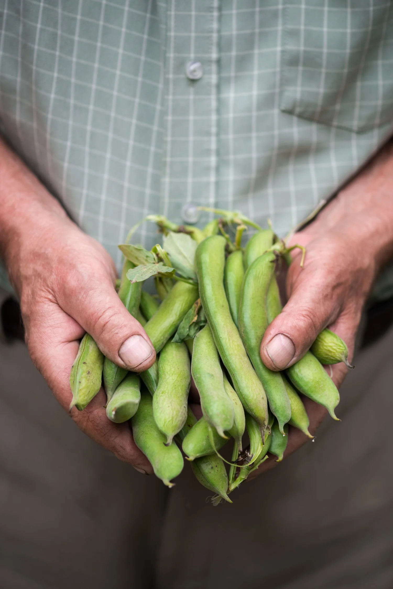 Tuinboon 'Super Aguadulce'