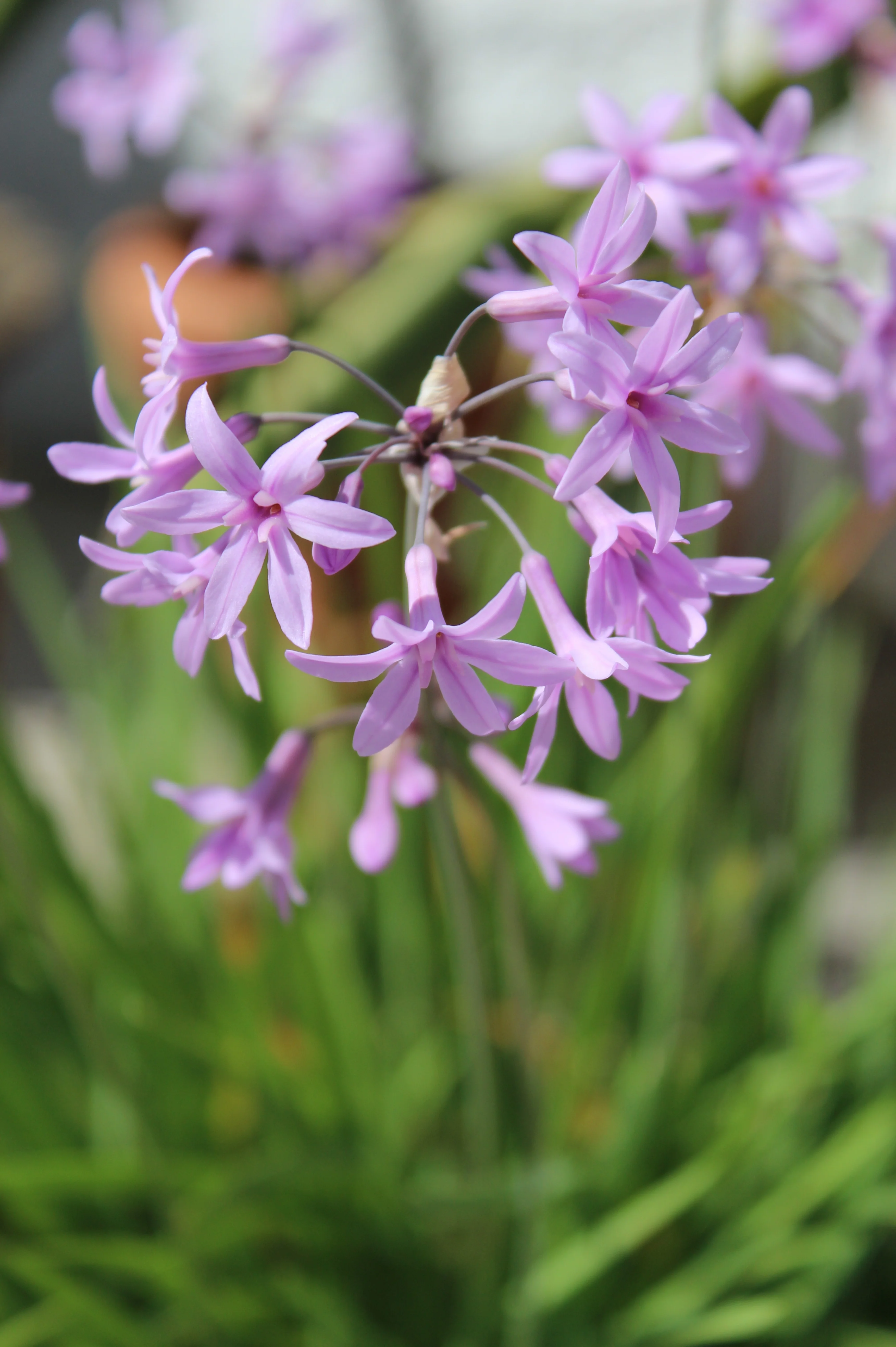 Kaapse of wilde knoflook