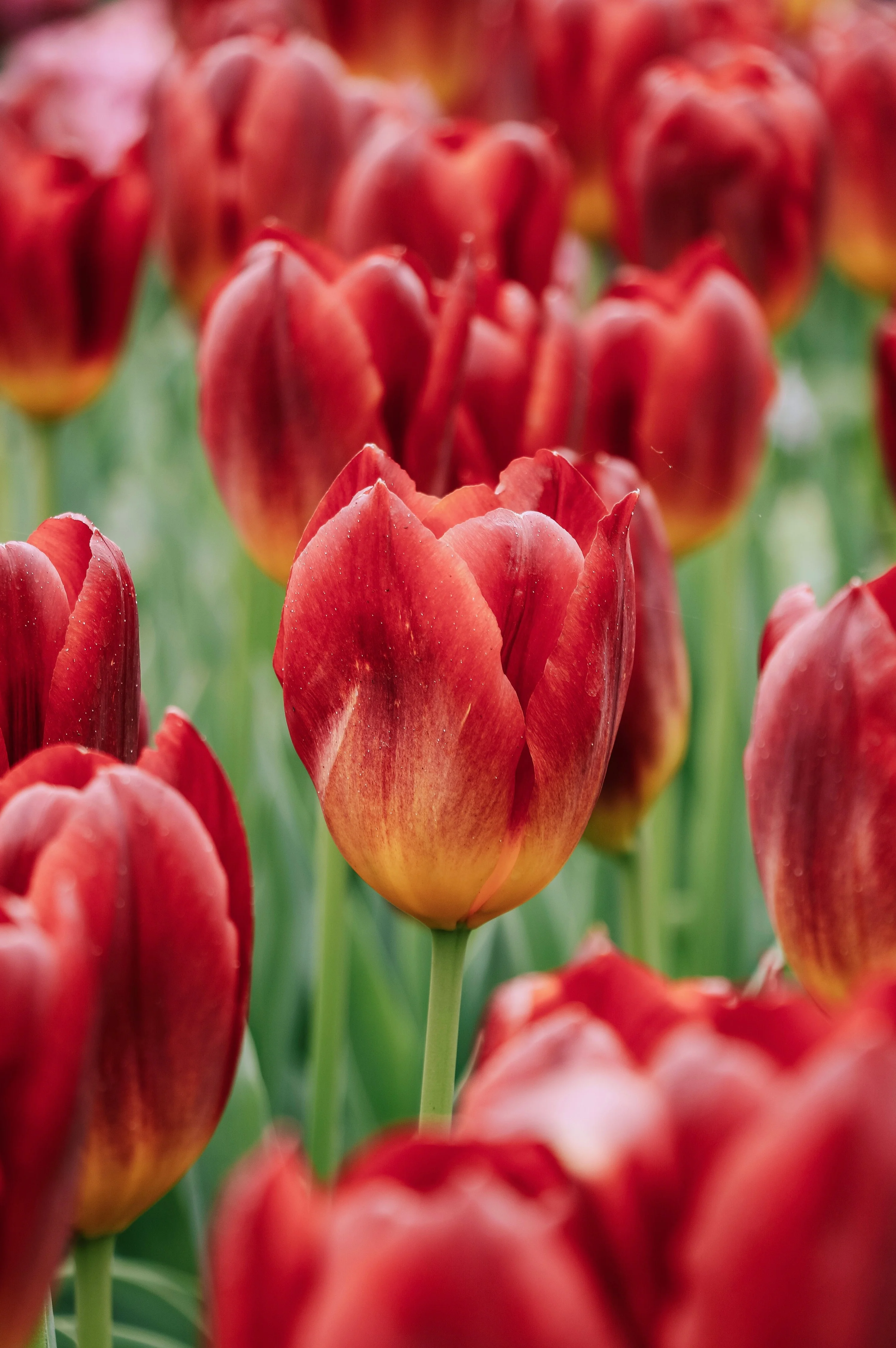 Tulp 'Amberglow'