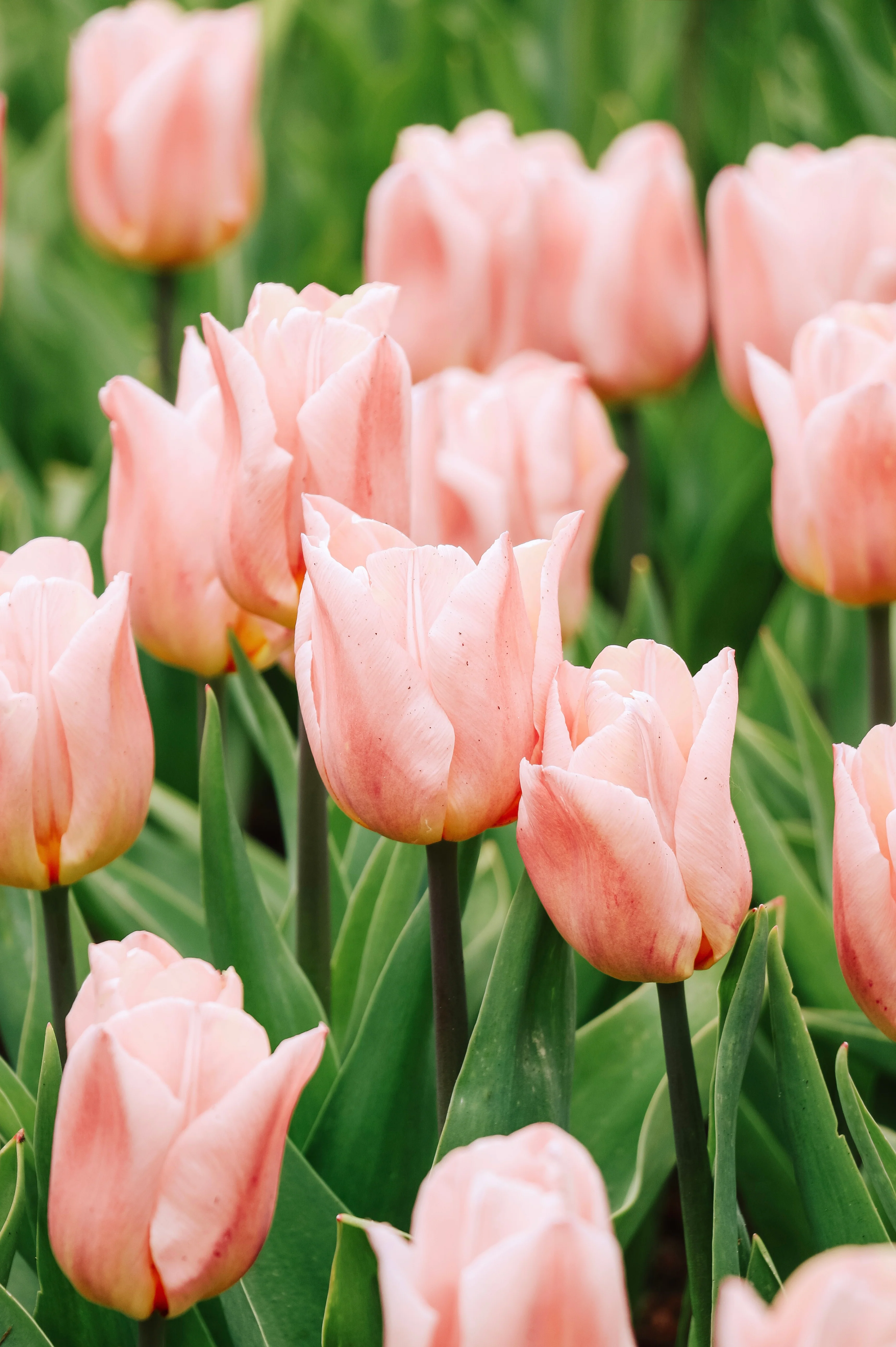 Tulp 'Apricot Copex'
