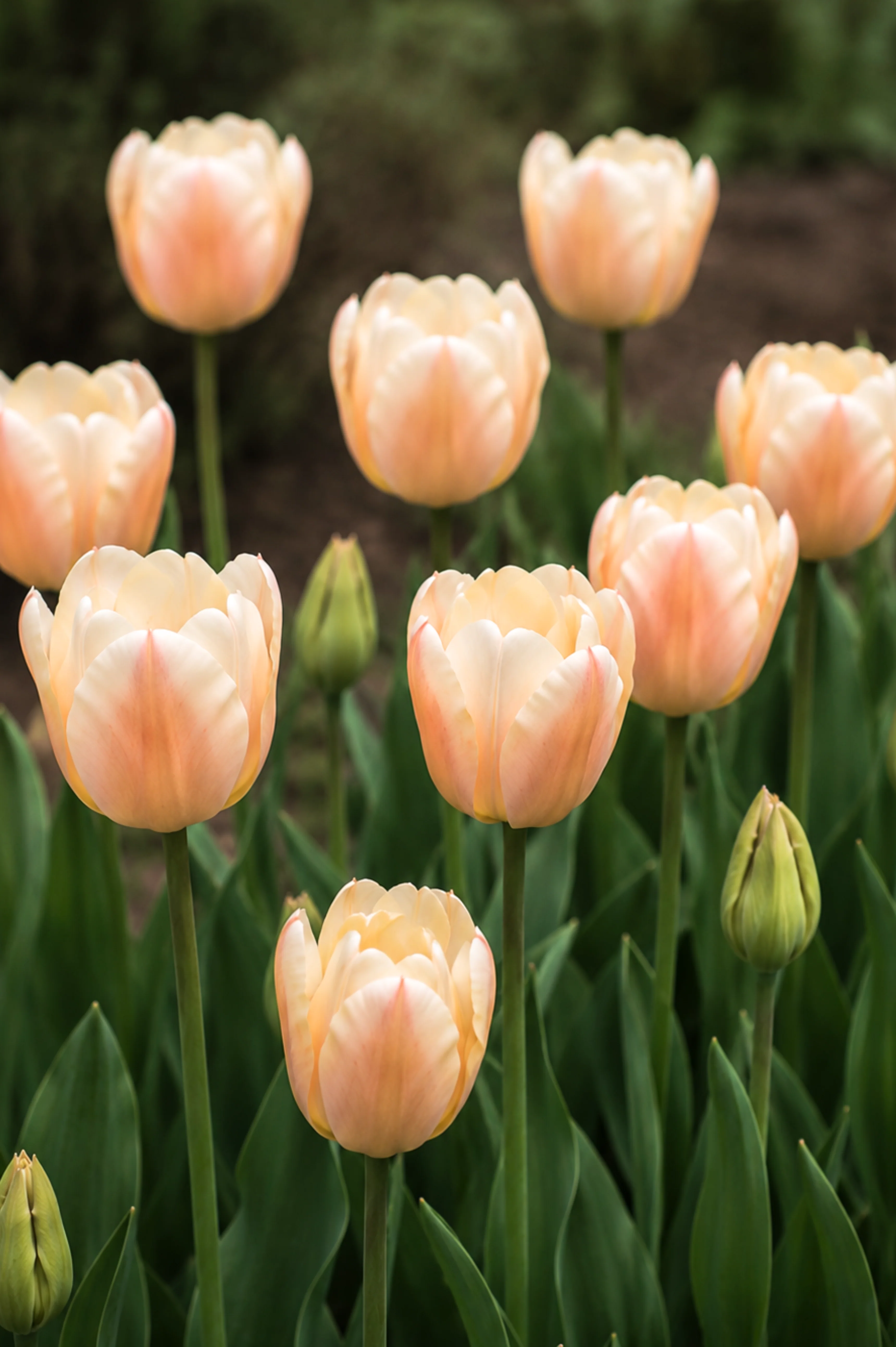 Tulp 'Apricot Pride'