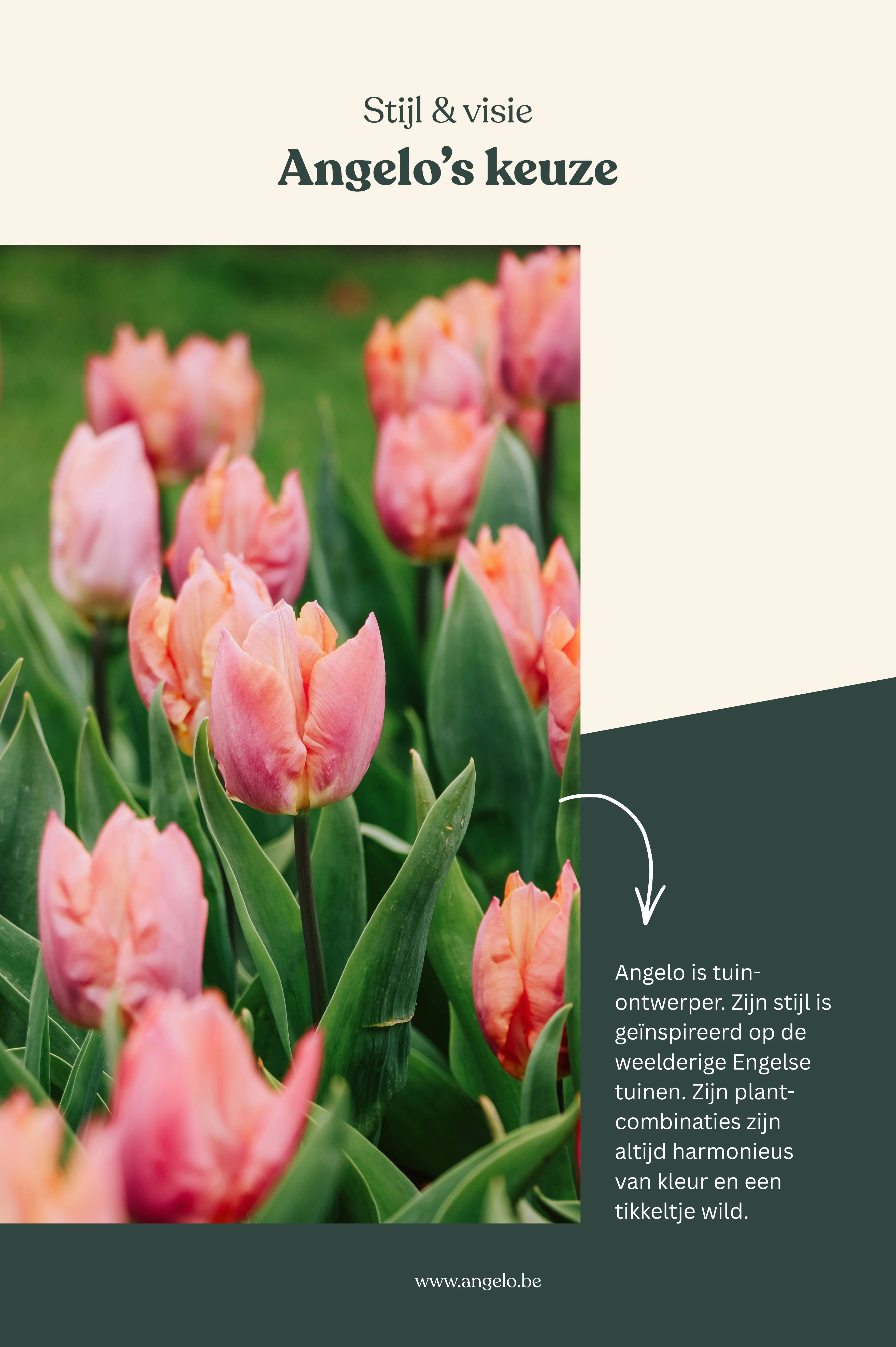 Narcis 'Precocious' - Image 3