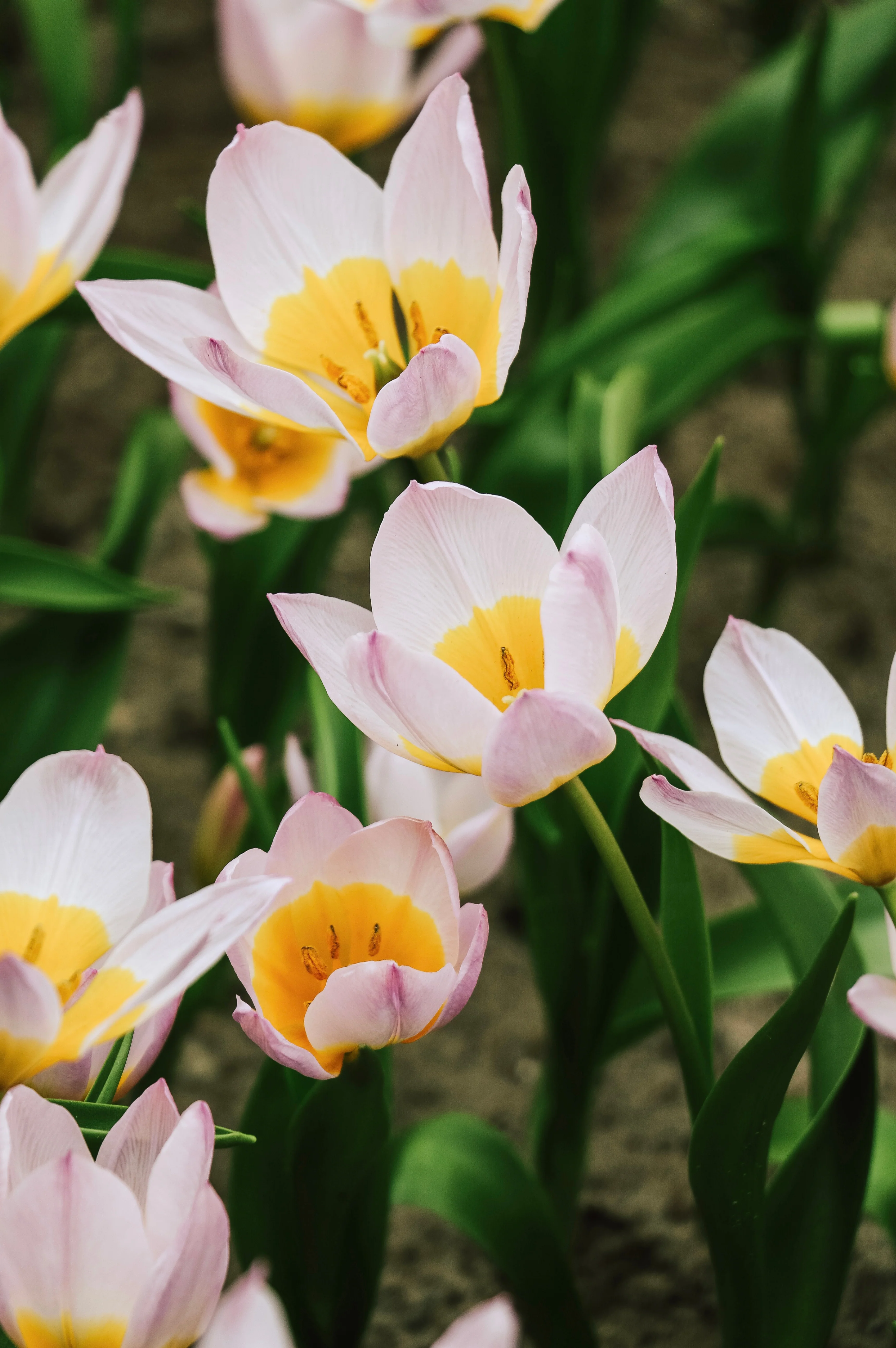 Tulp bakeri 'Lilac Wonder' BIO