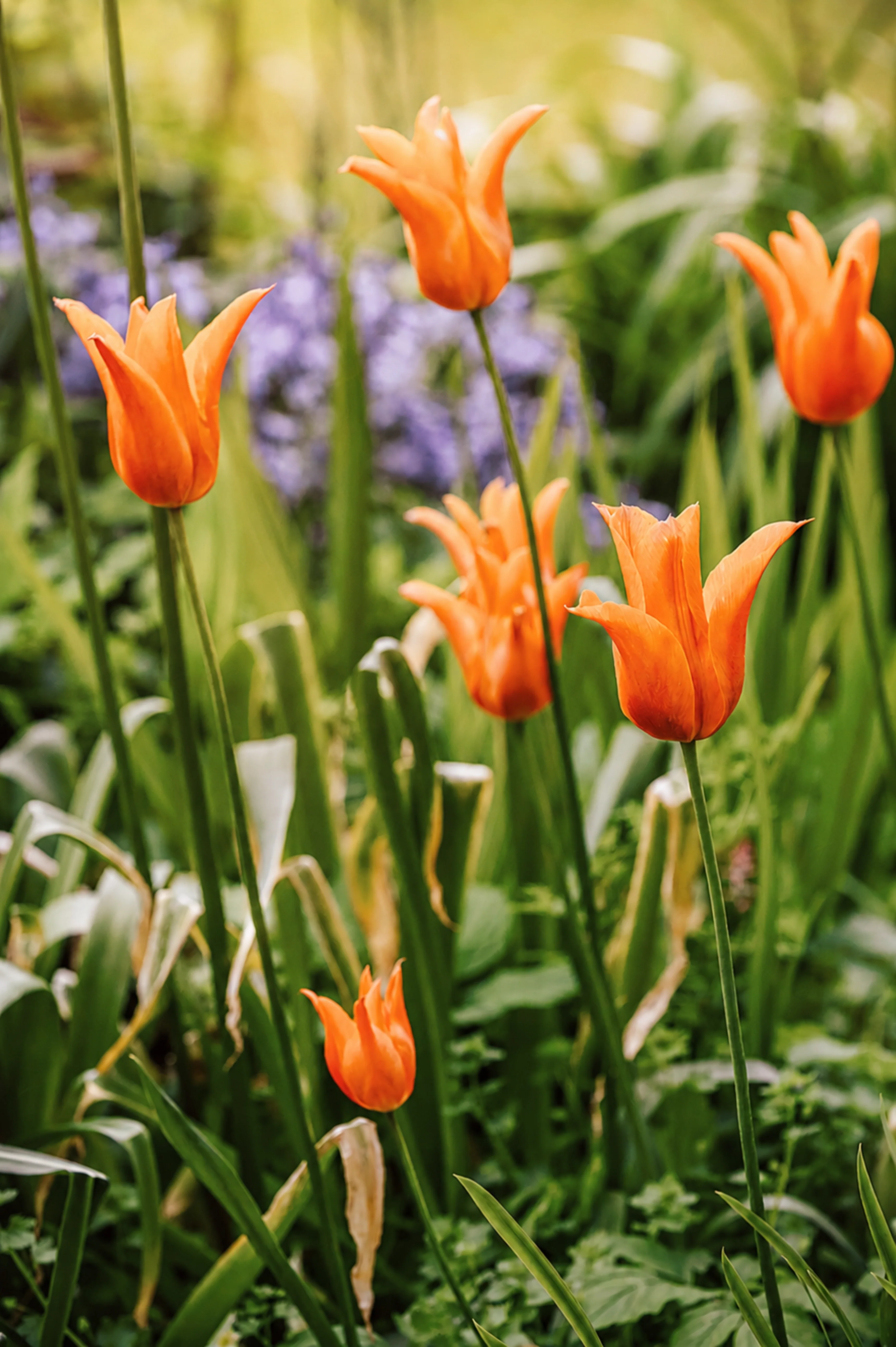 Tulp 'Ballerina' BIO