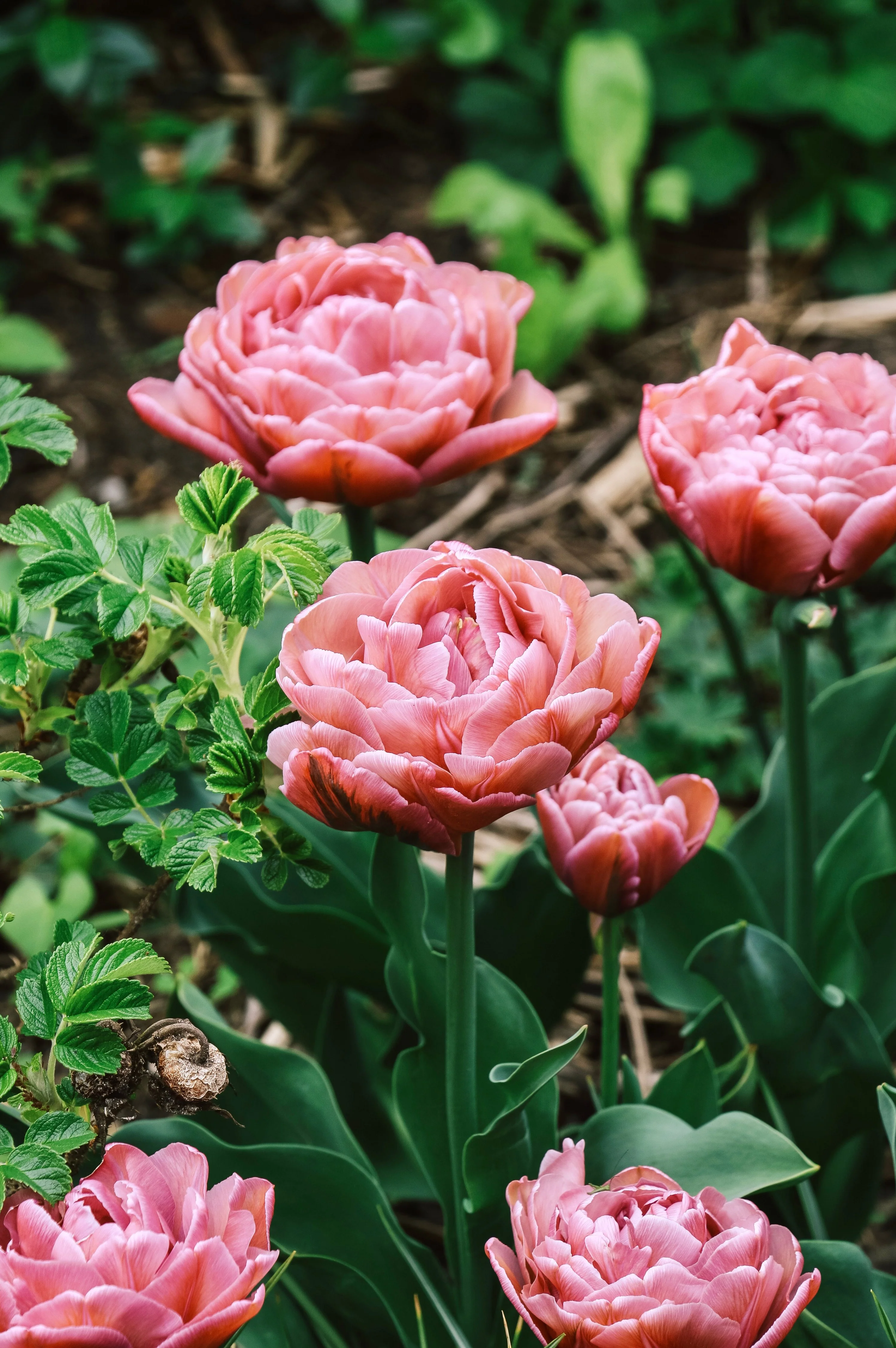 Tulp 'Beachberry'