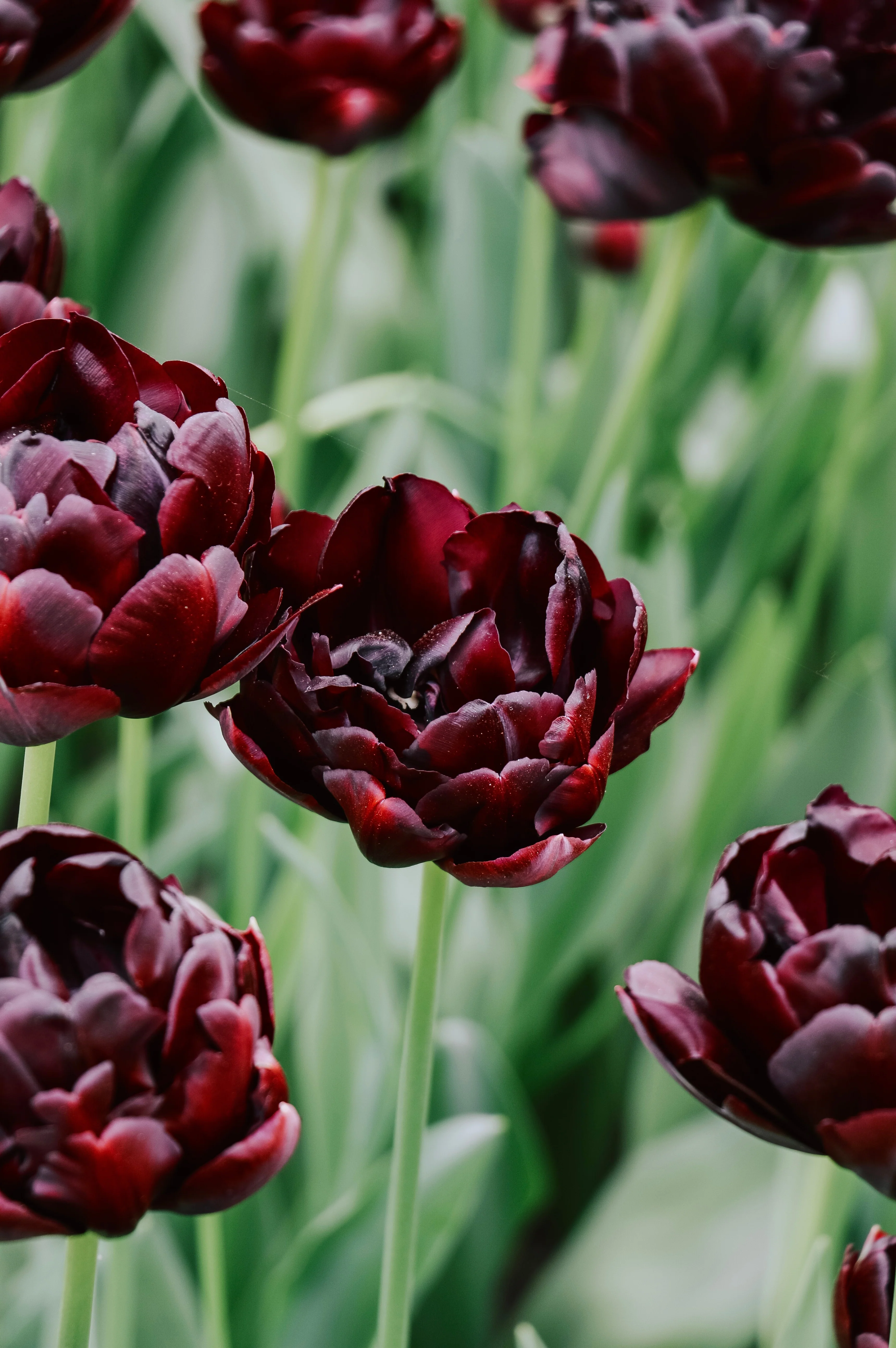 Tulp 'Black Hero'
