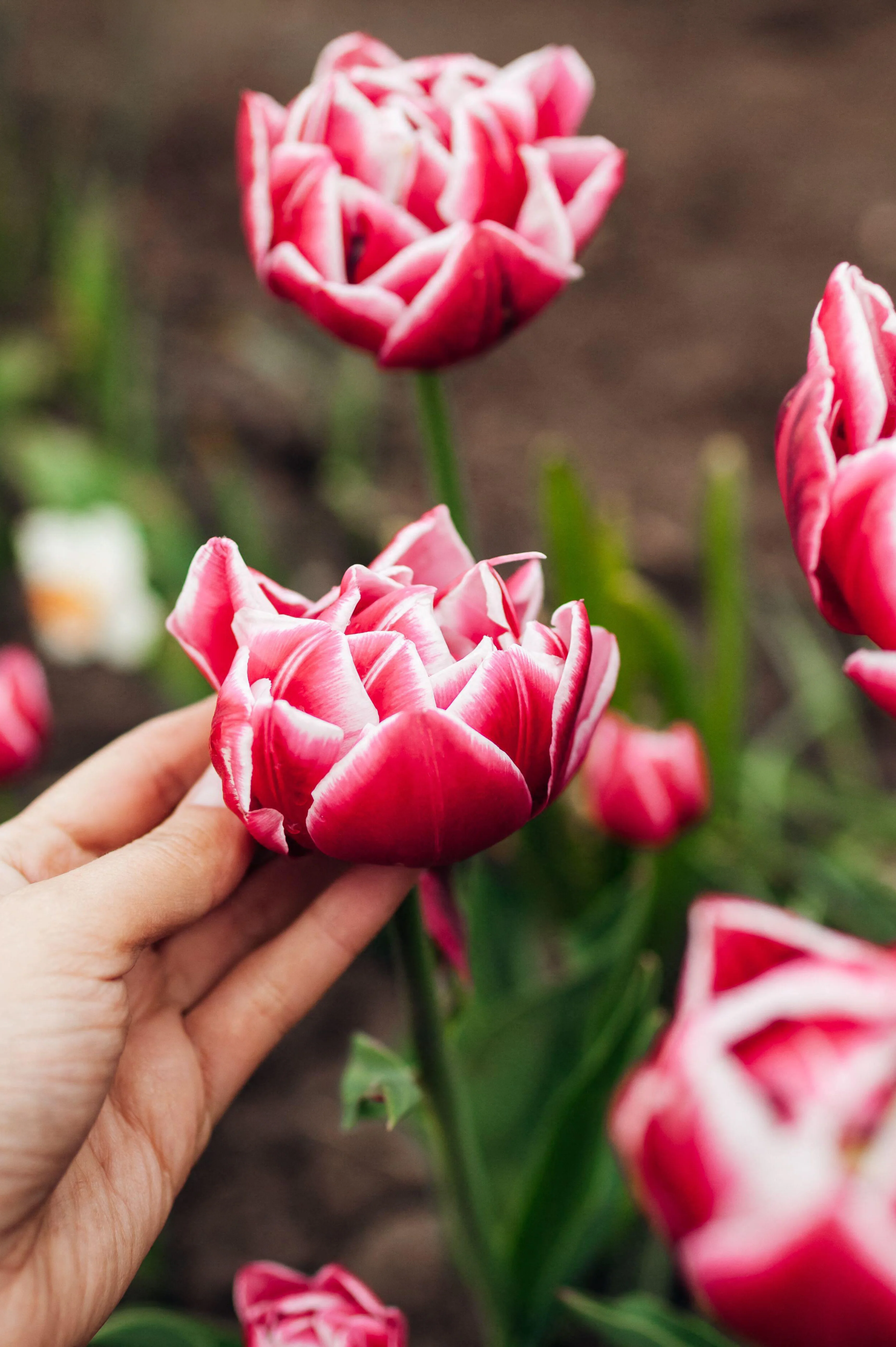 Tulp 'Columbus' BIO