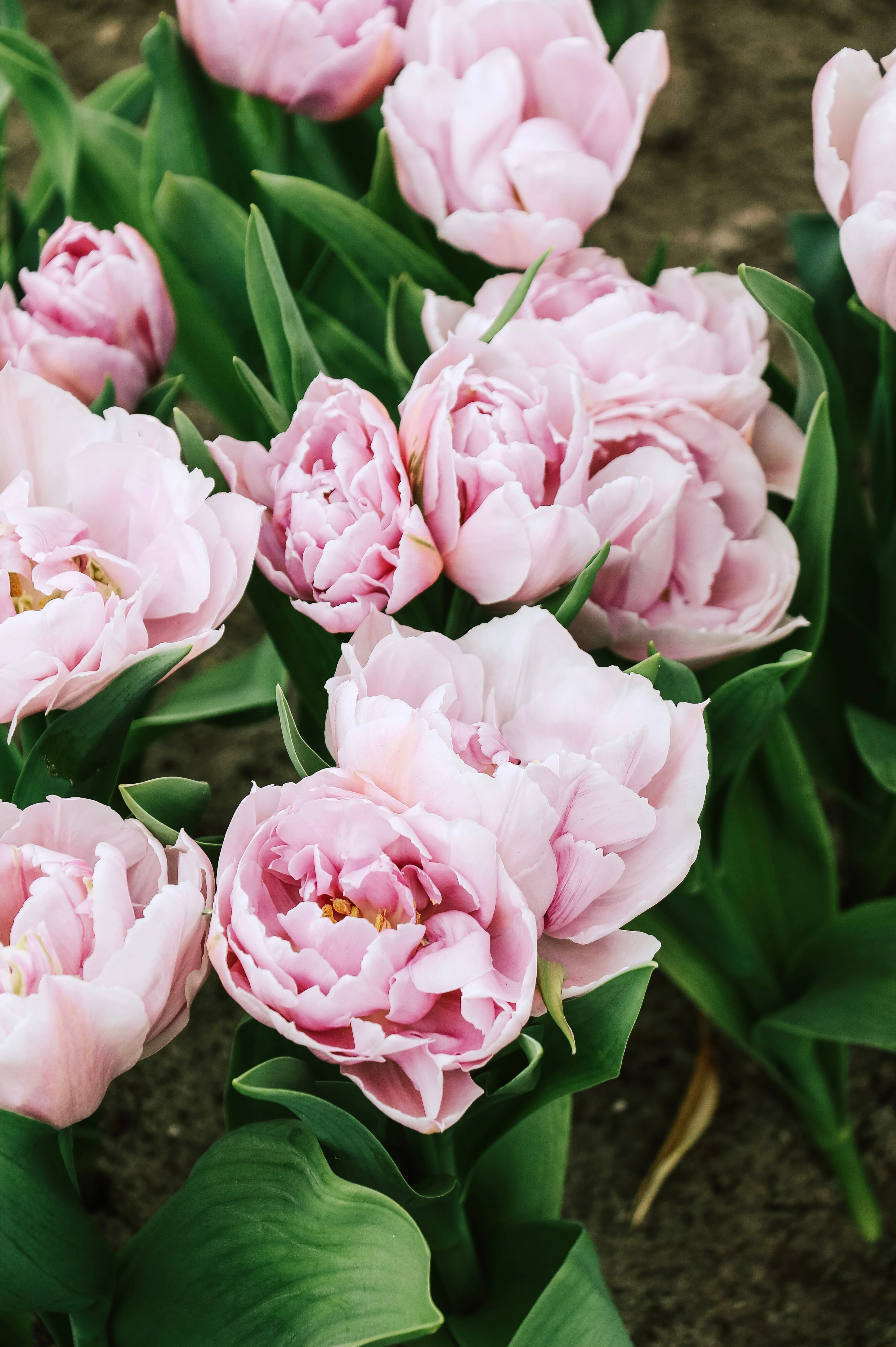 Tulp 'Katinka'