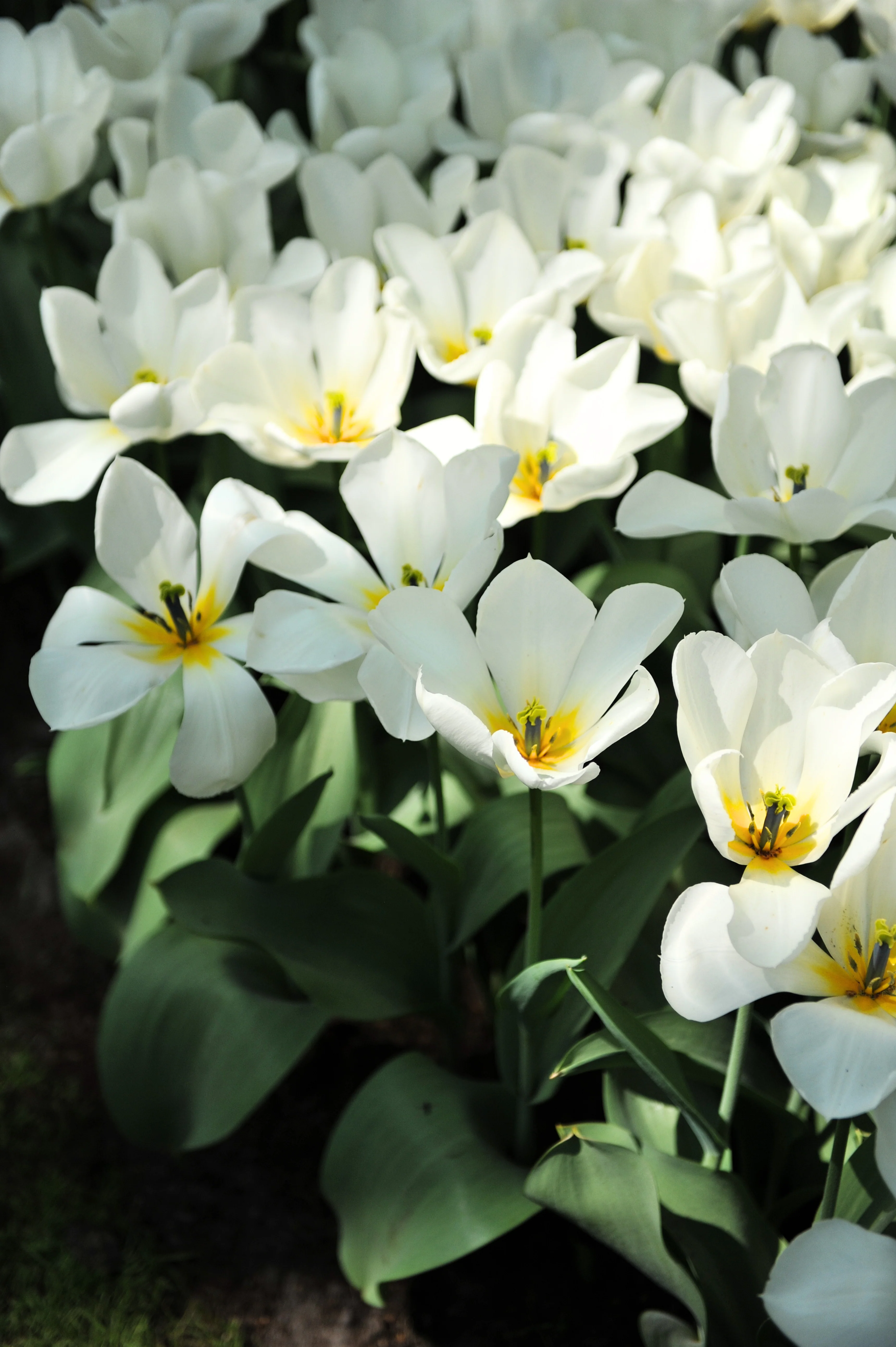Tulp 'Purissima'