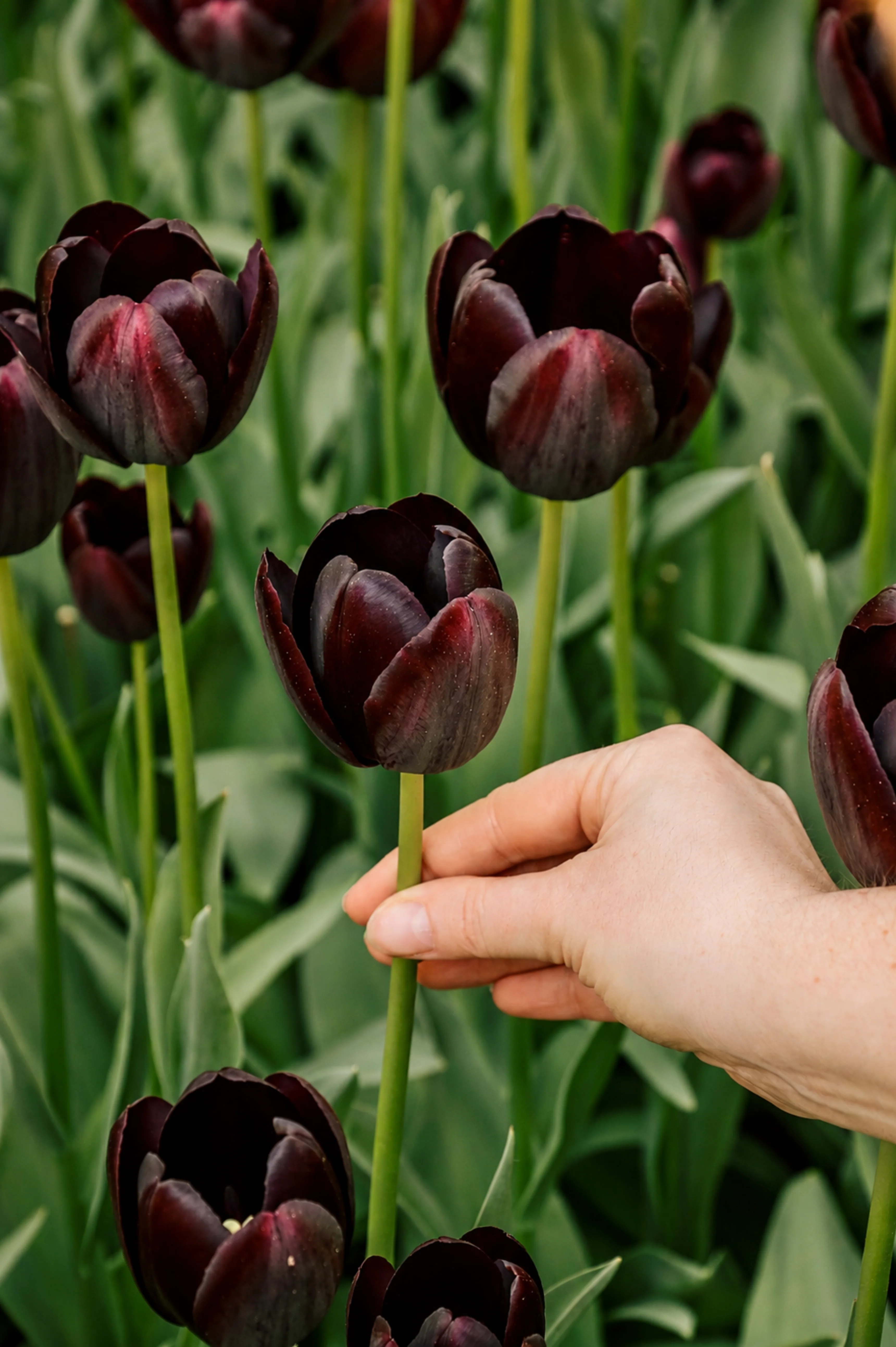 Tulp 'Queen of Night'