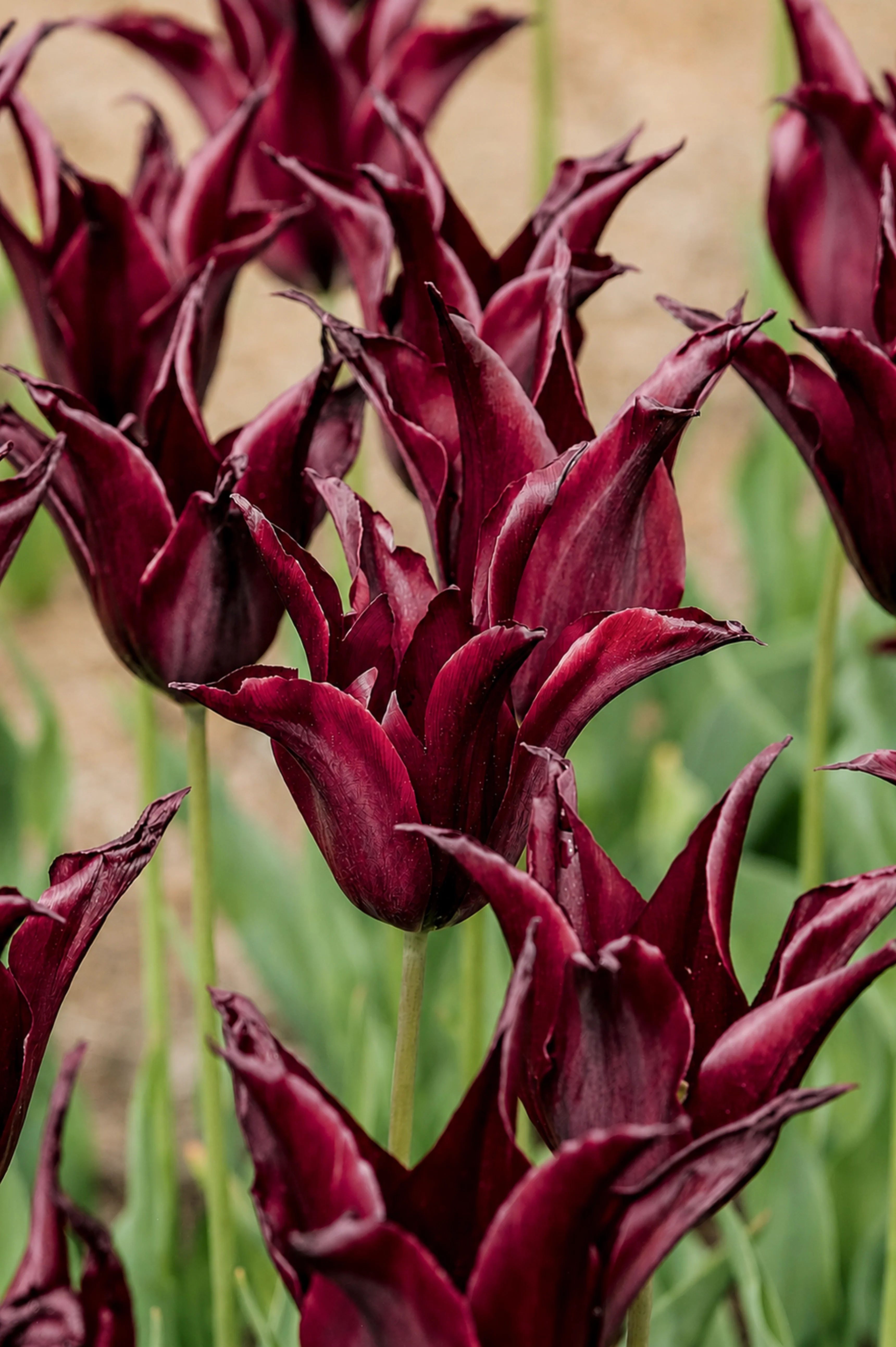Bloembollen - Tulpen