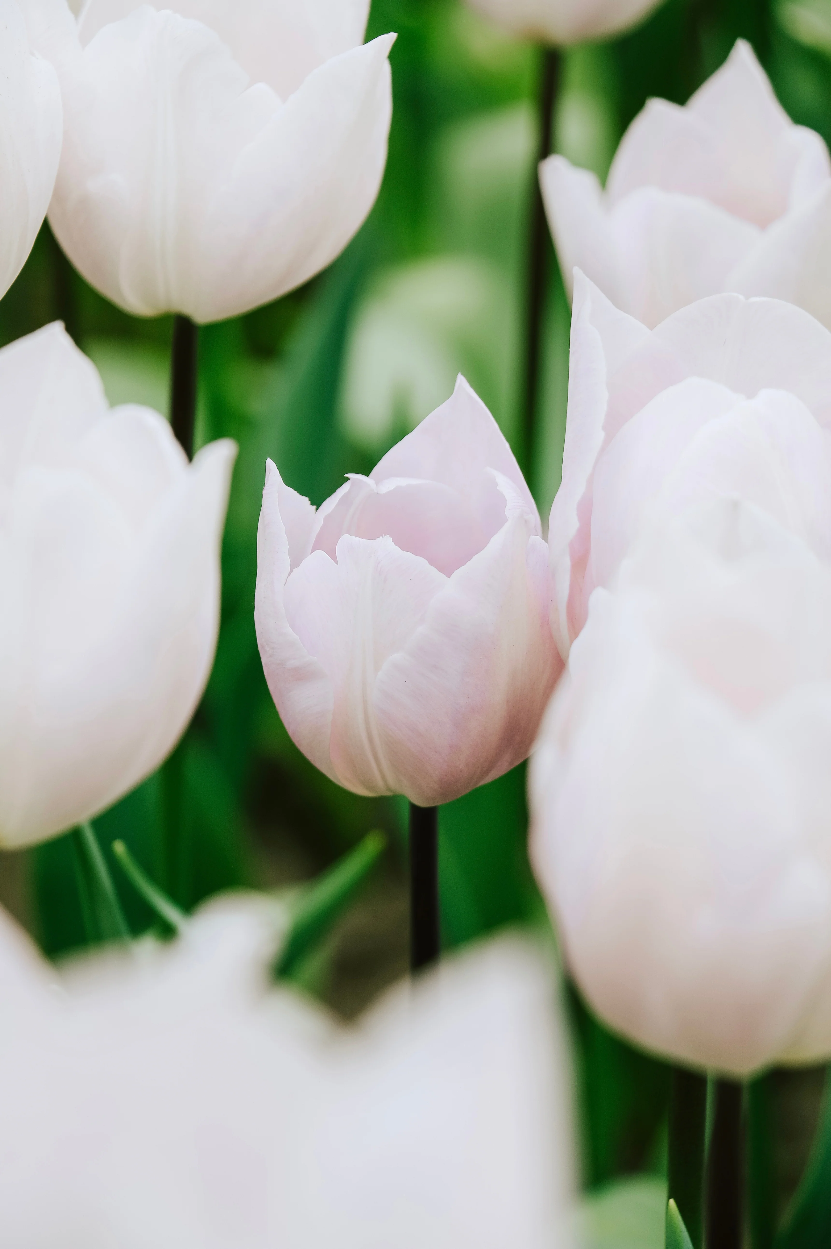 Tulp 'Silver Cloud'
