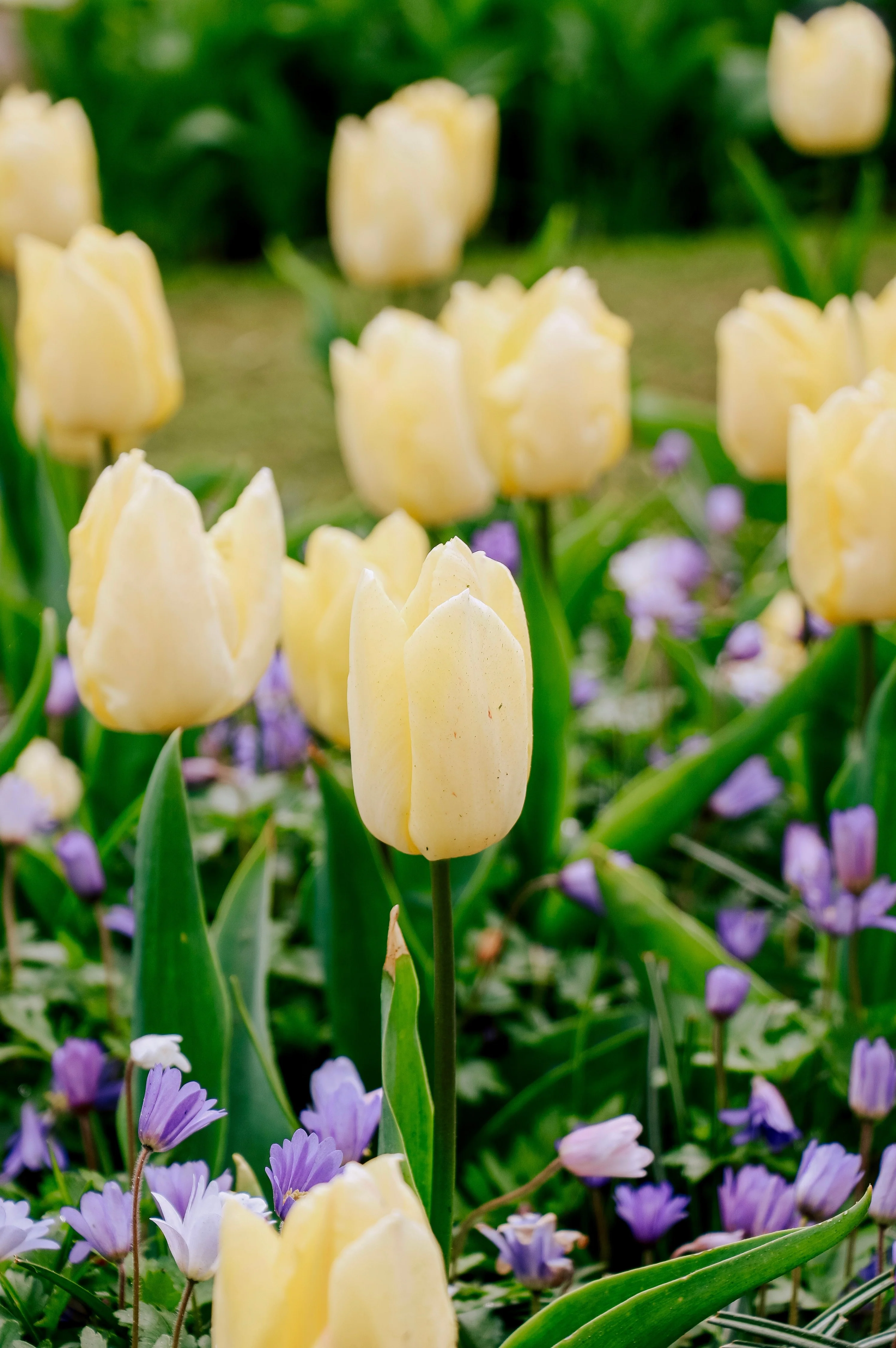 Tulp 'Sunny Prince'