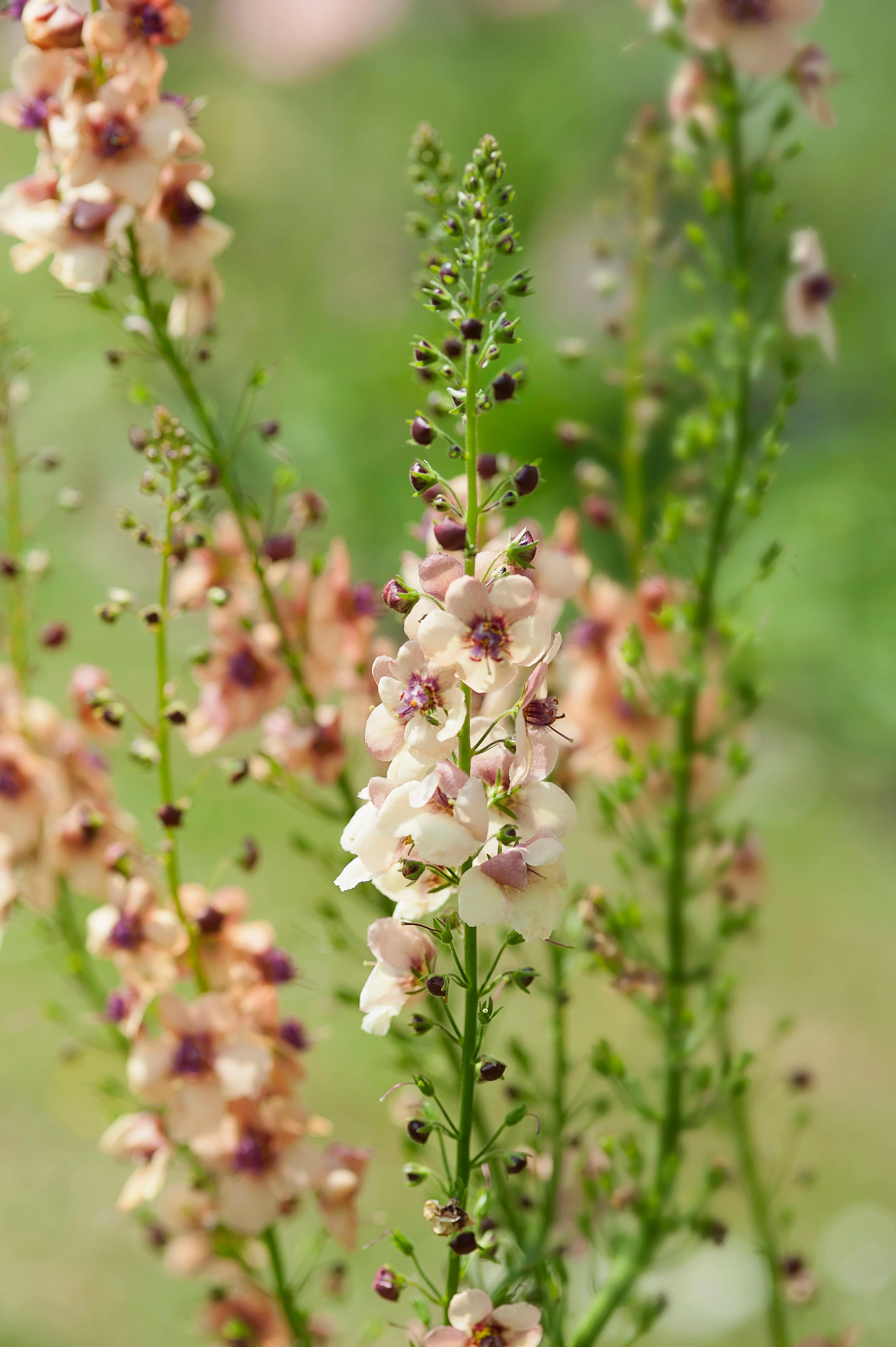 Verbascum hybrida 'Southern Charm'