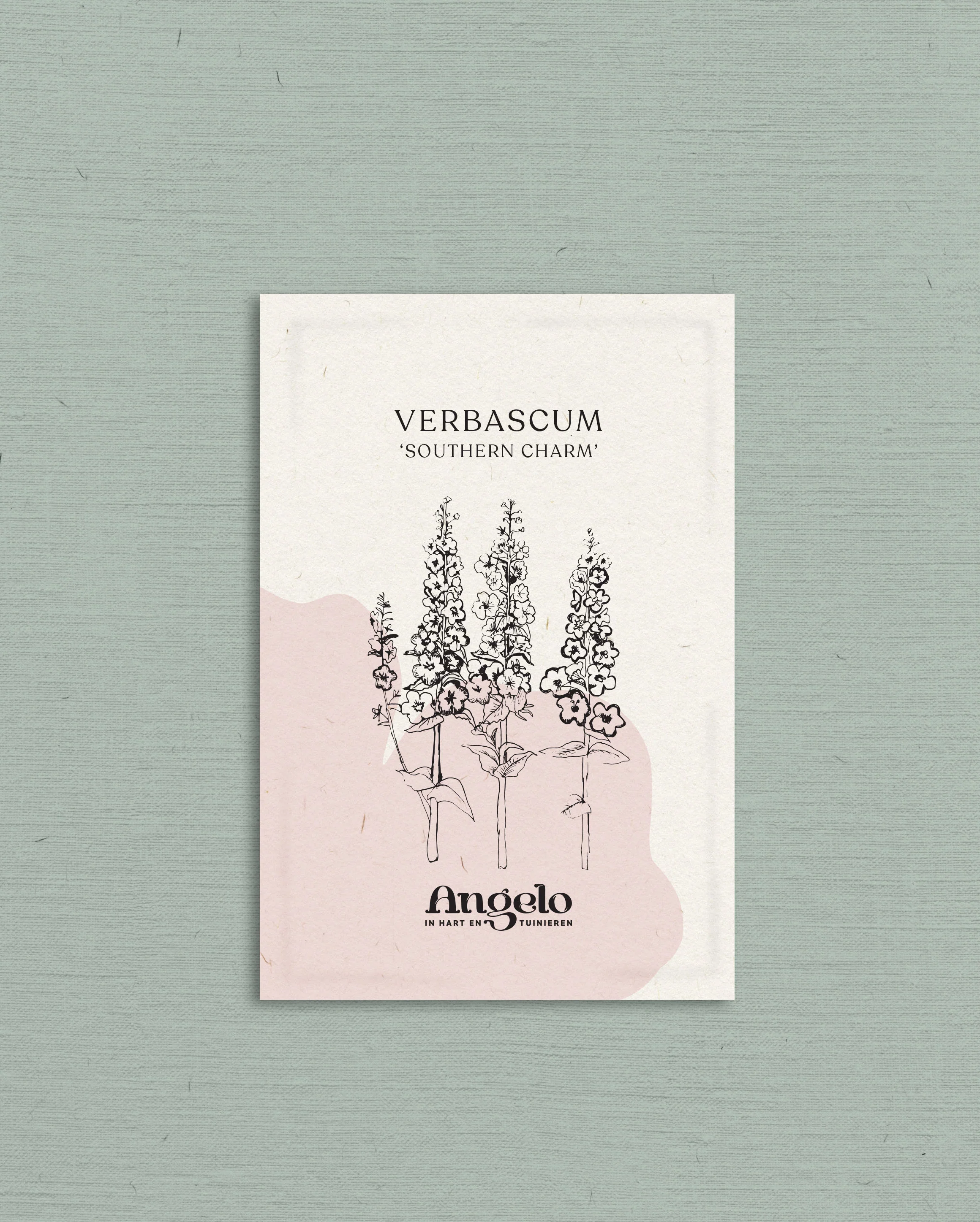 Verbascum hybrida 'Southern Charm' - Image 2