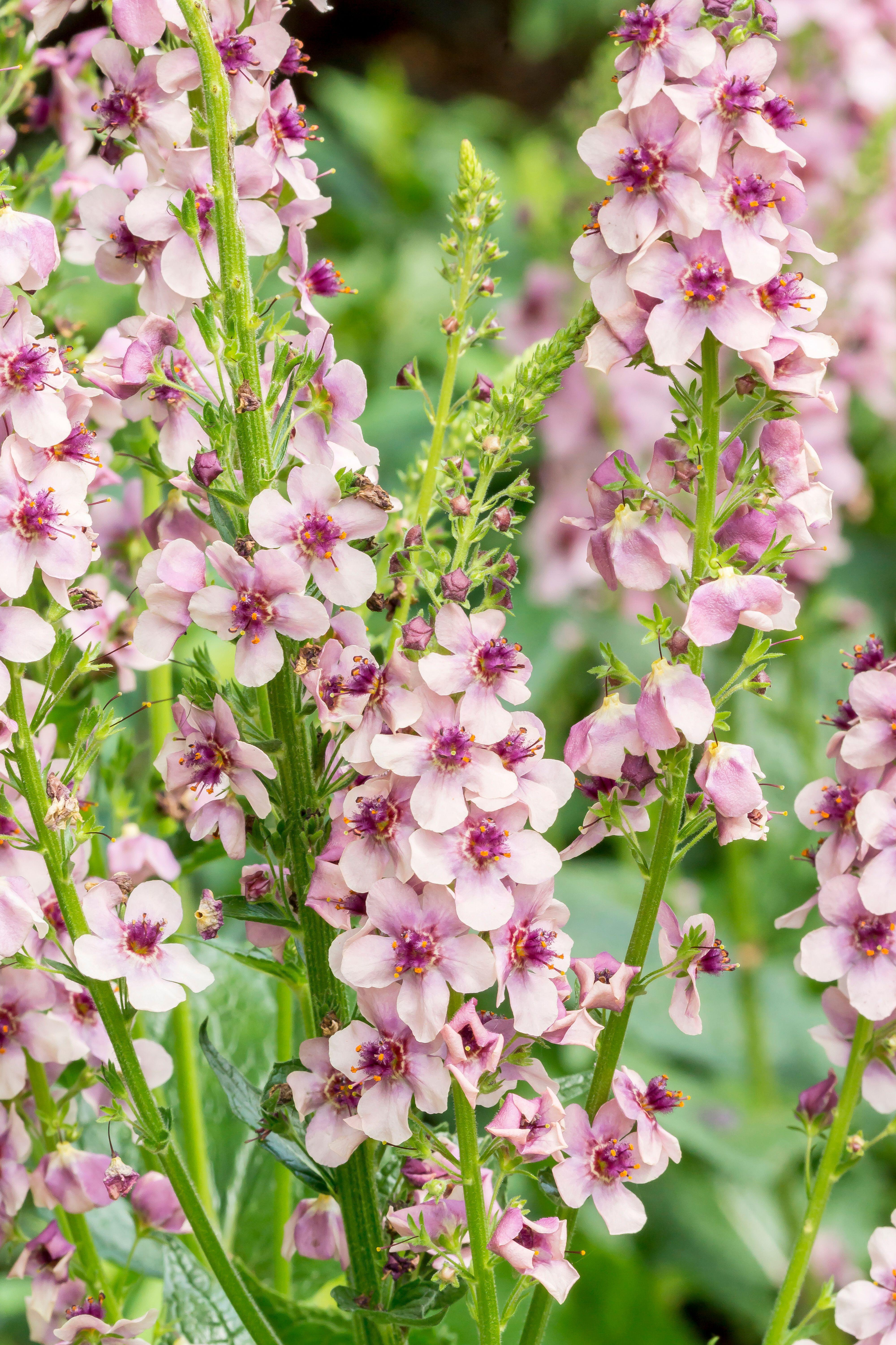 Verbascum hybrida 'Southern Charm' - Image 3