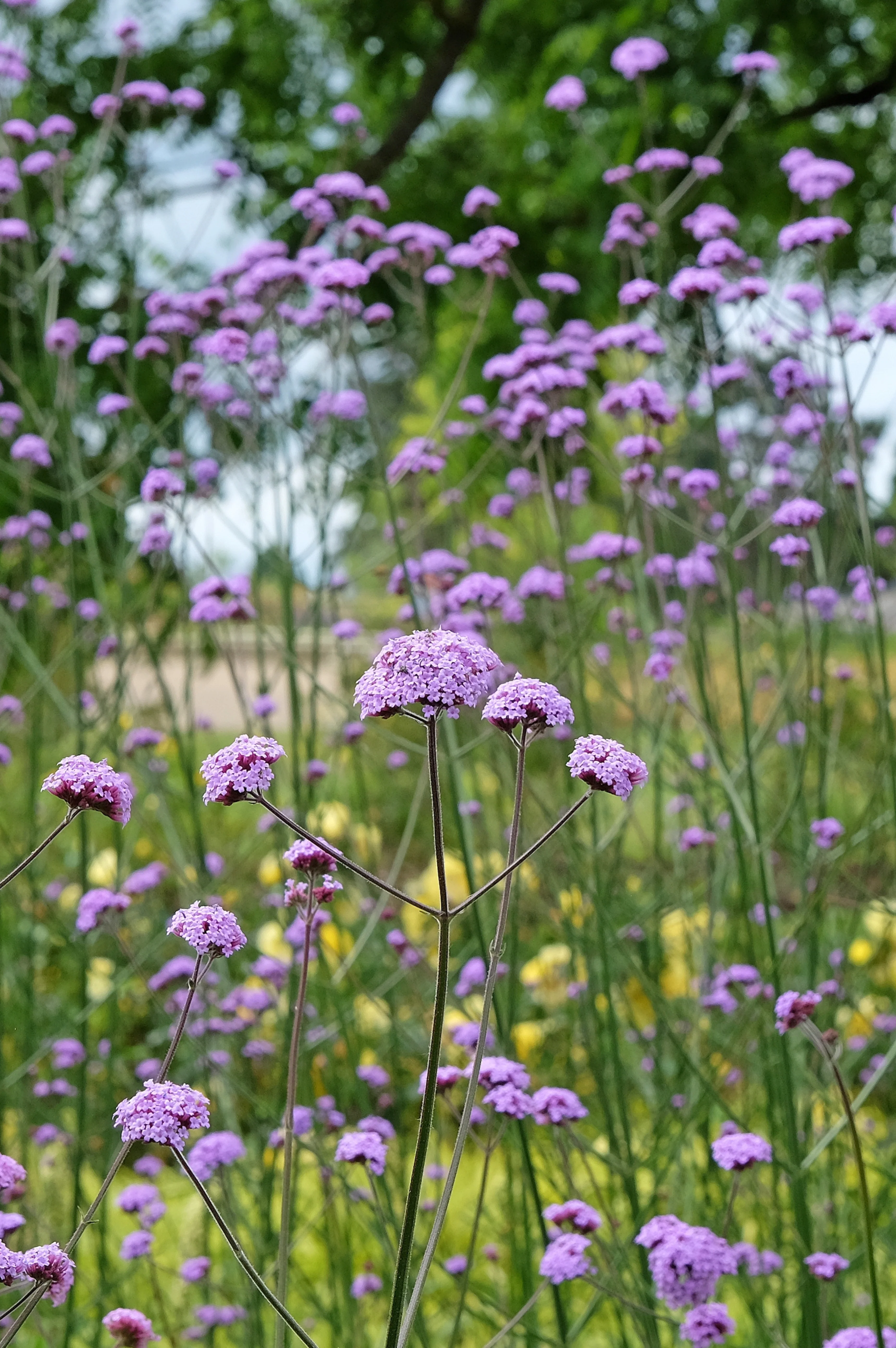 Verbena bonariensis - Image 2
