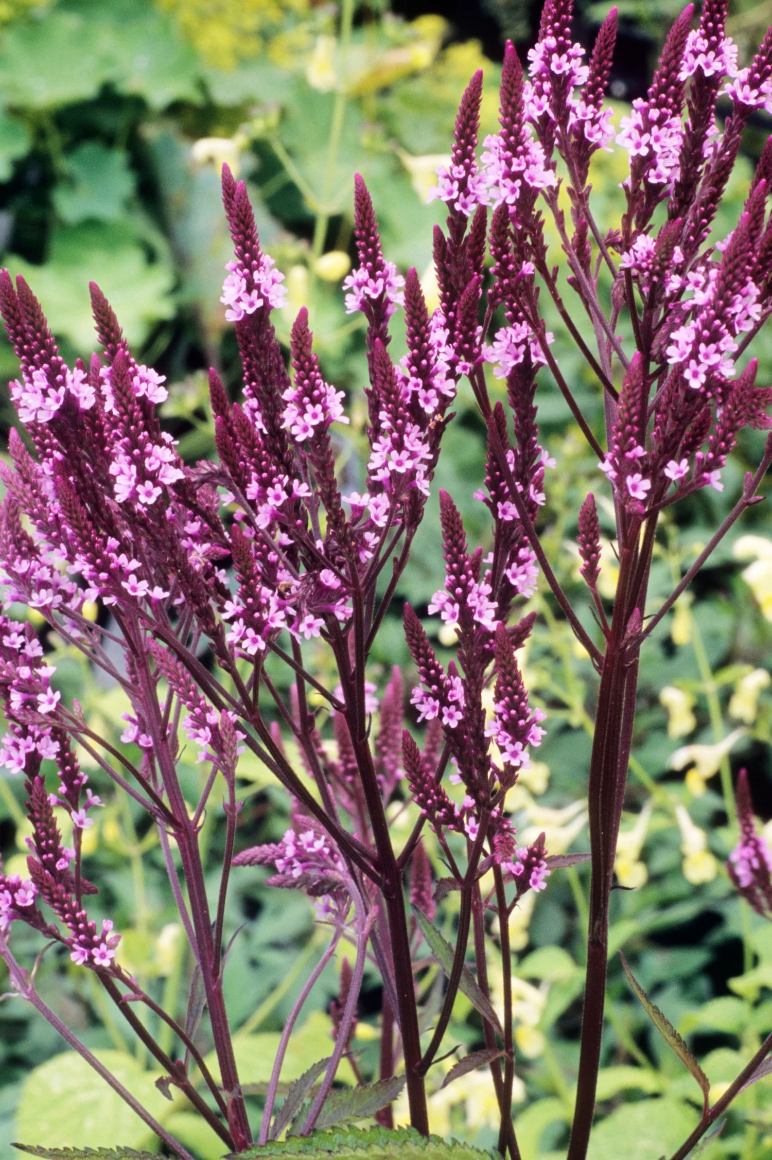 Verbena hastata 'Pink Spires'