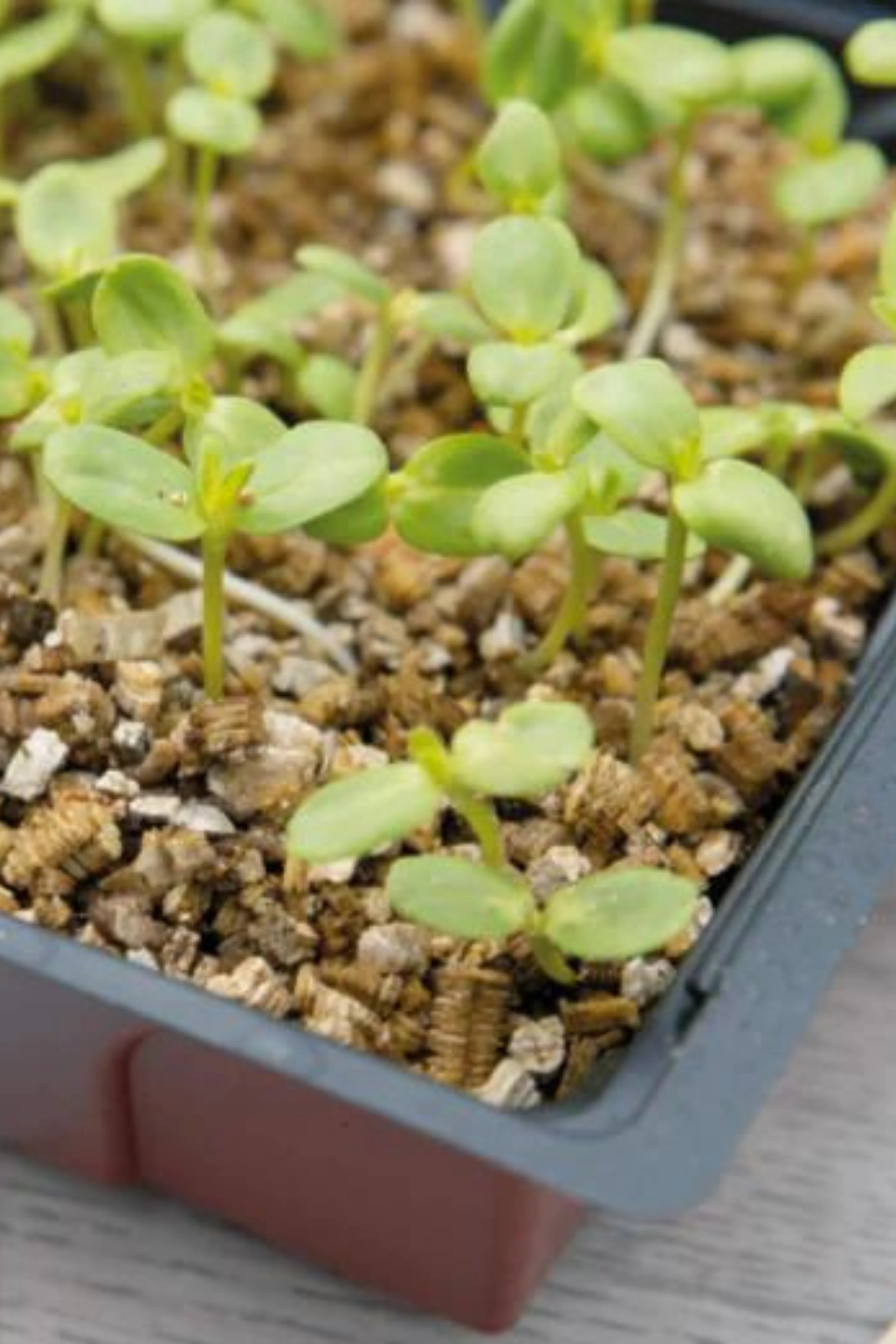 Vermiculiet doos 3.5 liter - Image 2