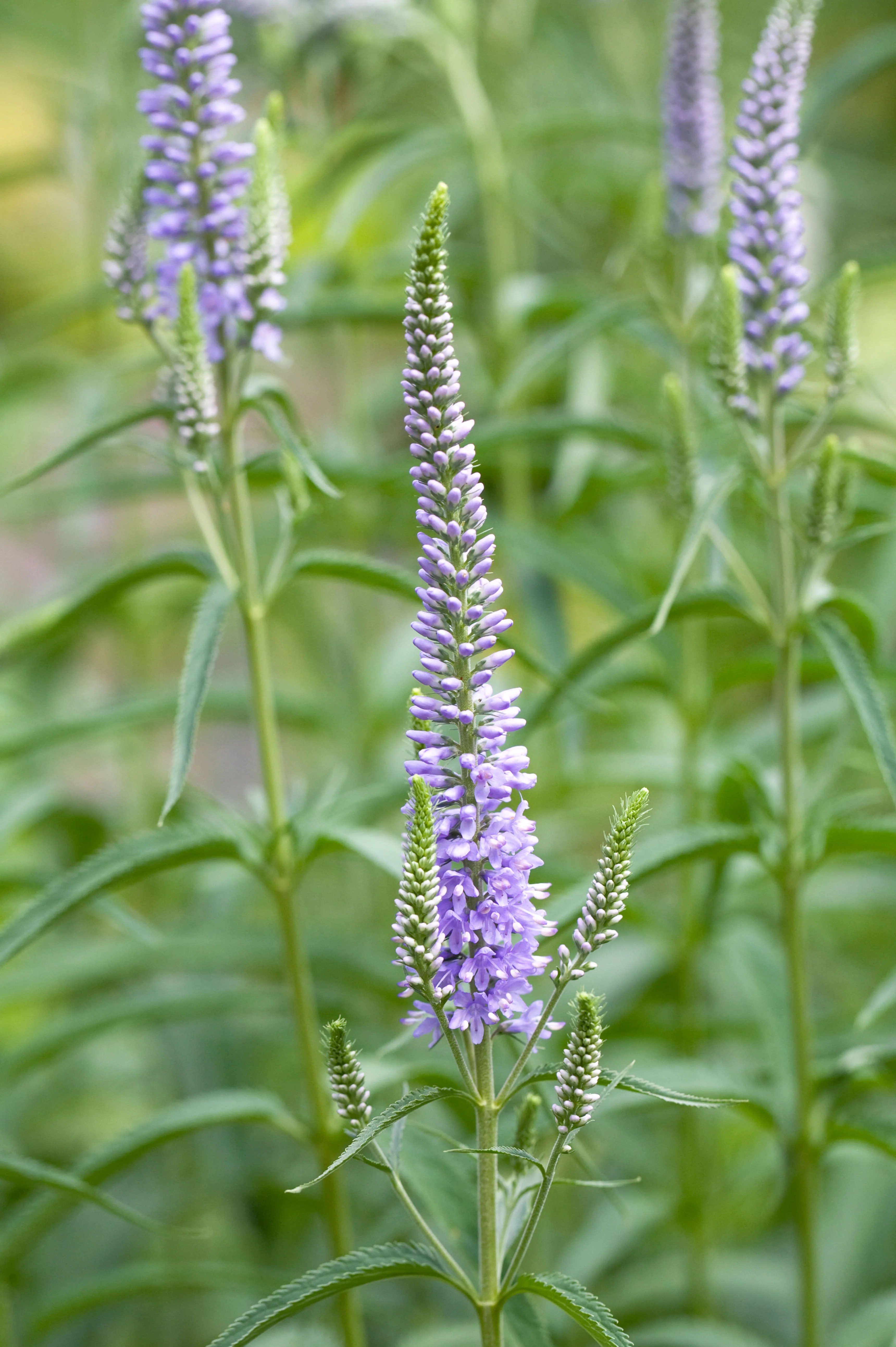 Veronica longifolia 'Lilac Fantasy'