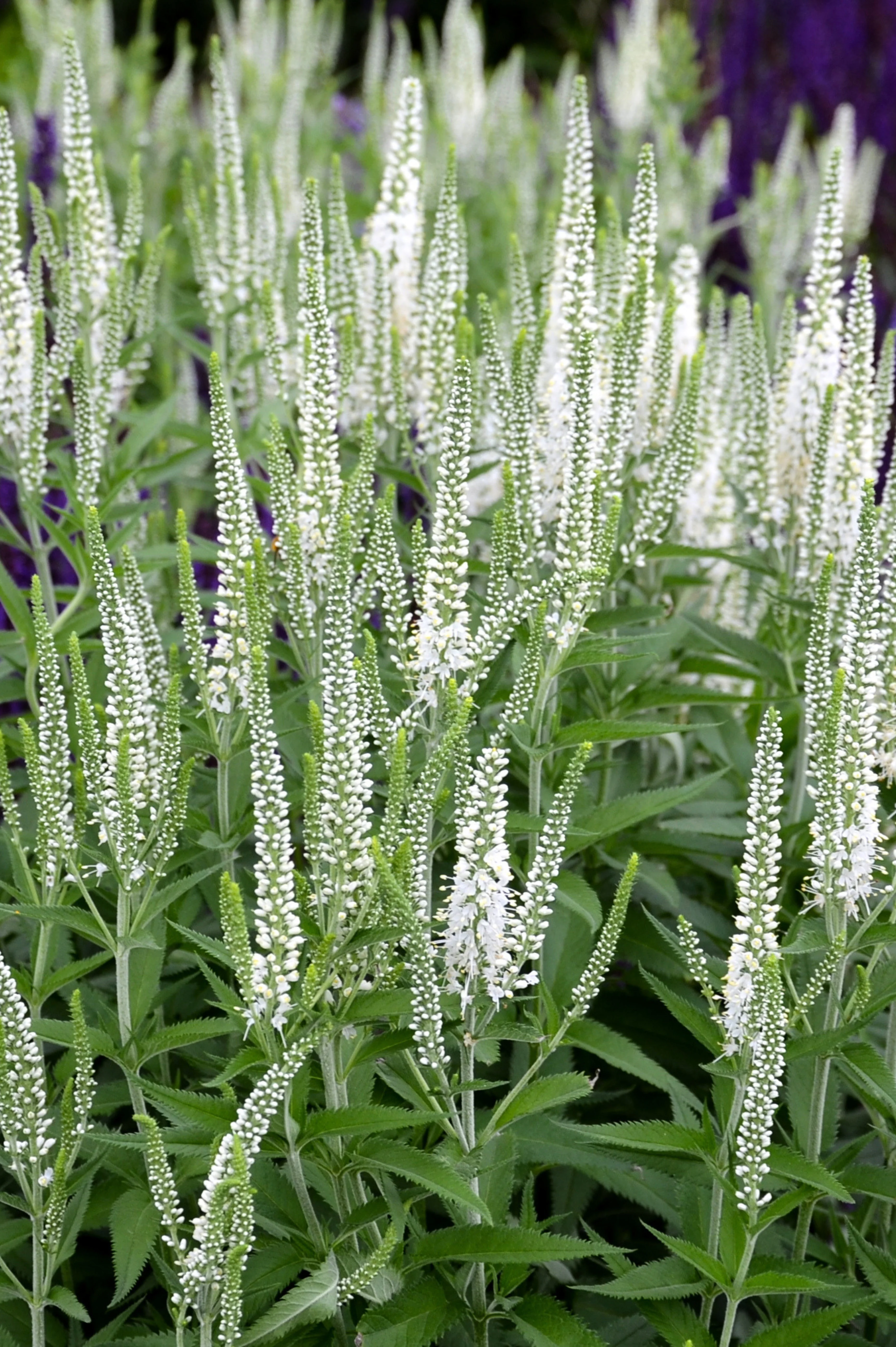 Veronica spicata 'Alba'