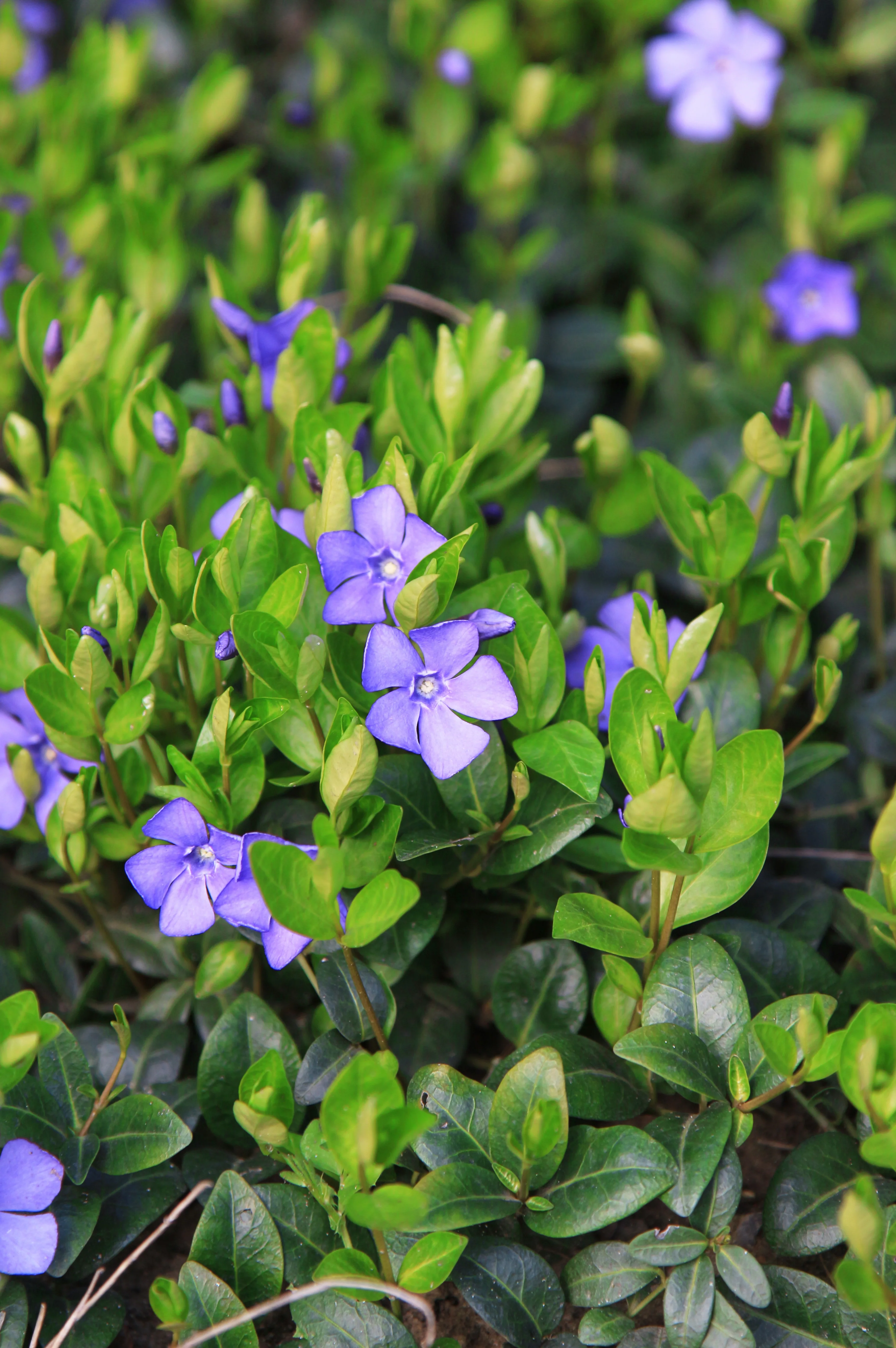 Vinca minor